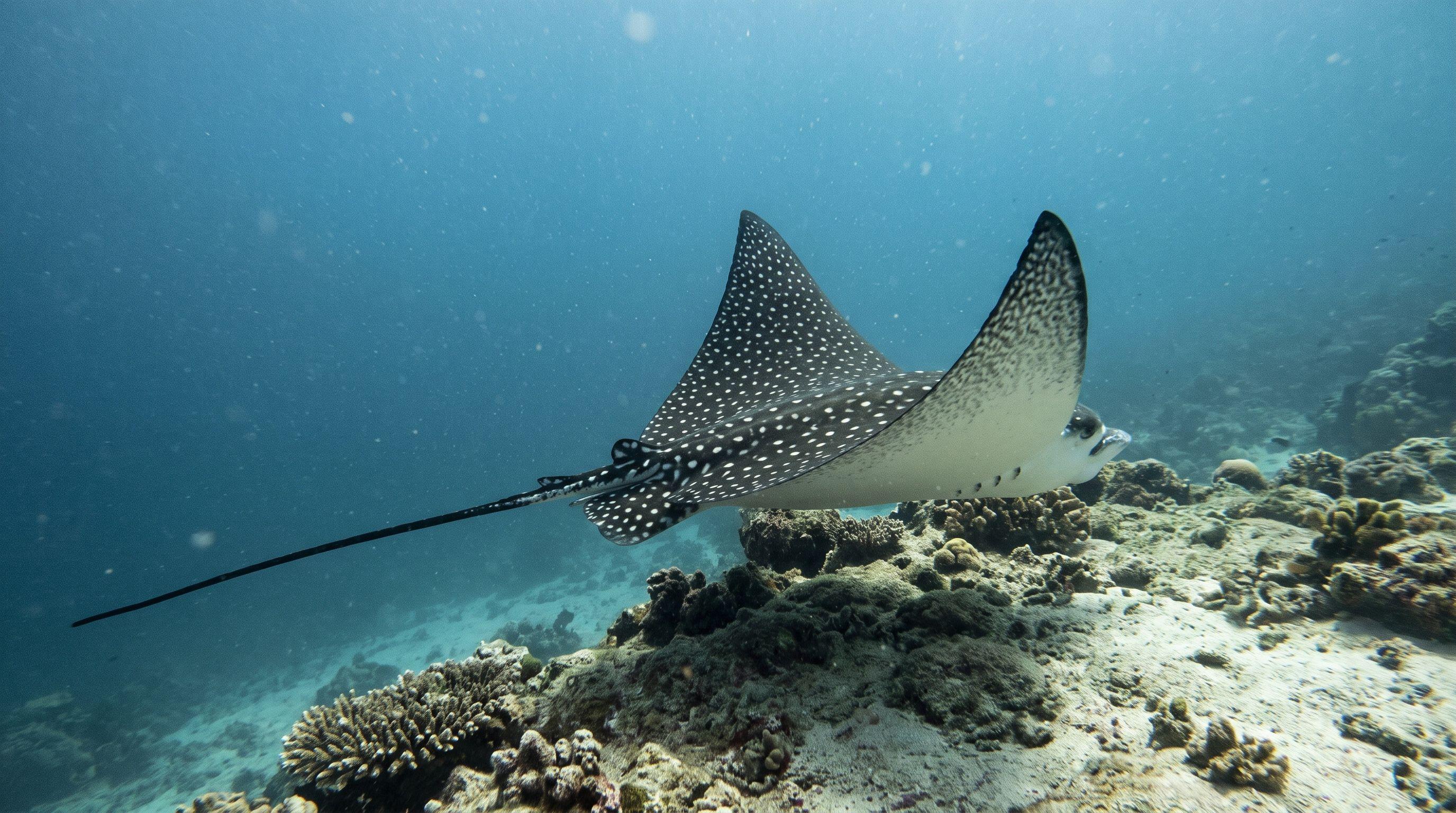 AI-generated illustration; species identification unverified. Eagle Ray (assorted)