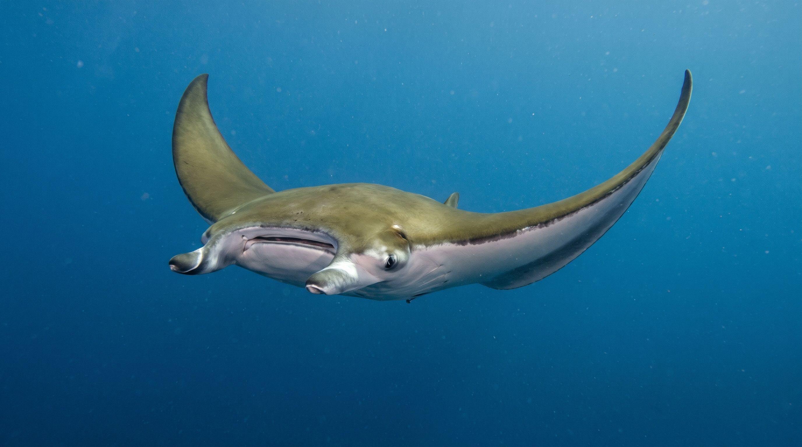 AI-generated illustration; species identification unverified. Sicklefin Devil Ray (Mobula tarapacana)