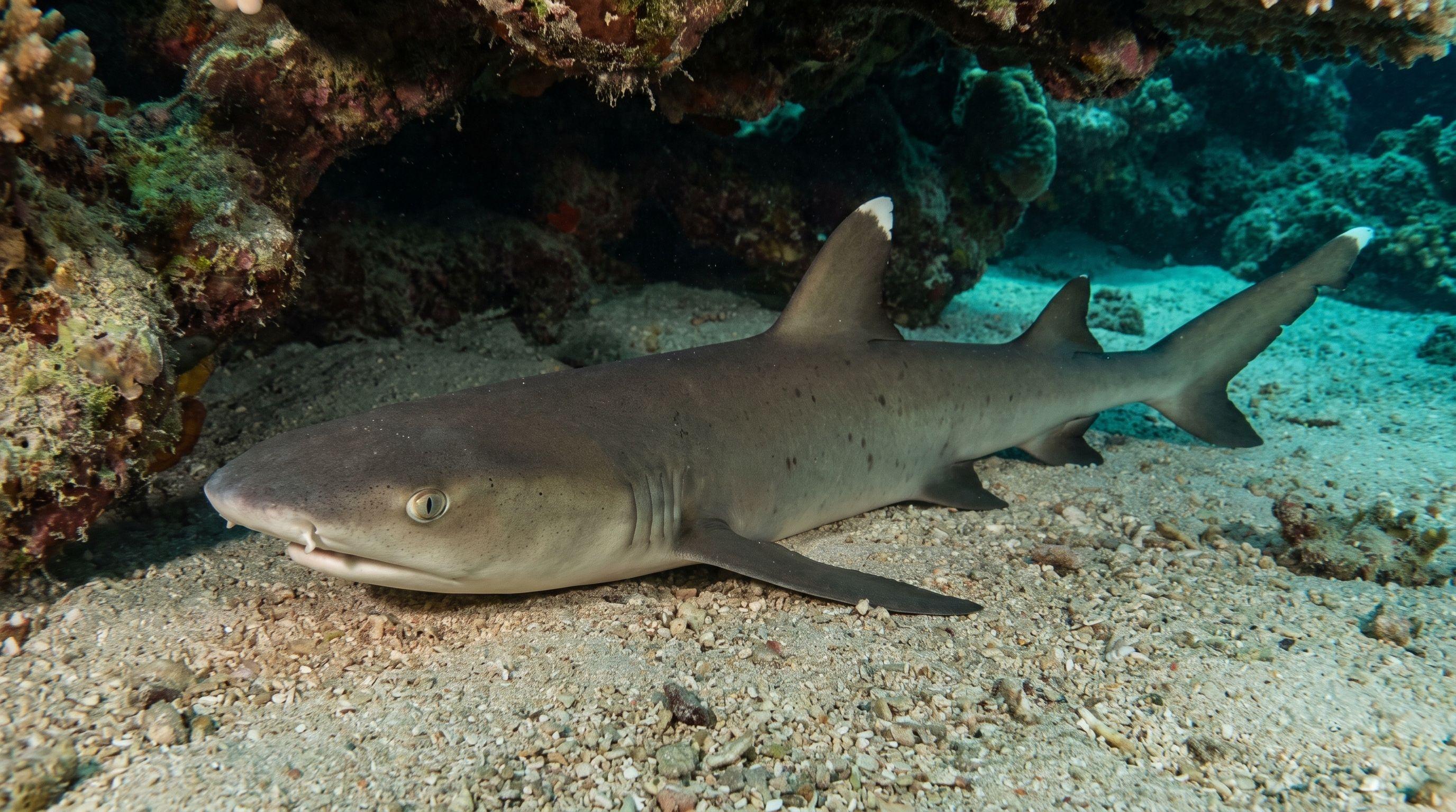 AI-generated illustration; species identification unverified. Whitetip Reef Shark (Triaenodon obesus)