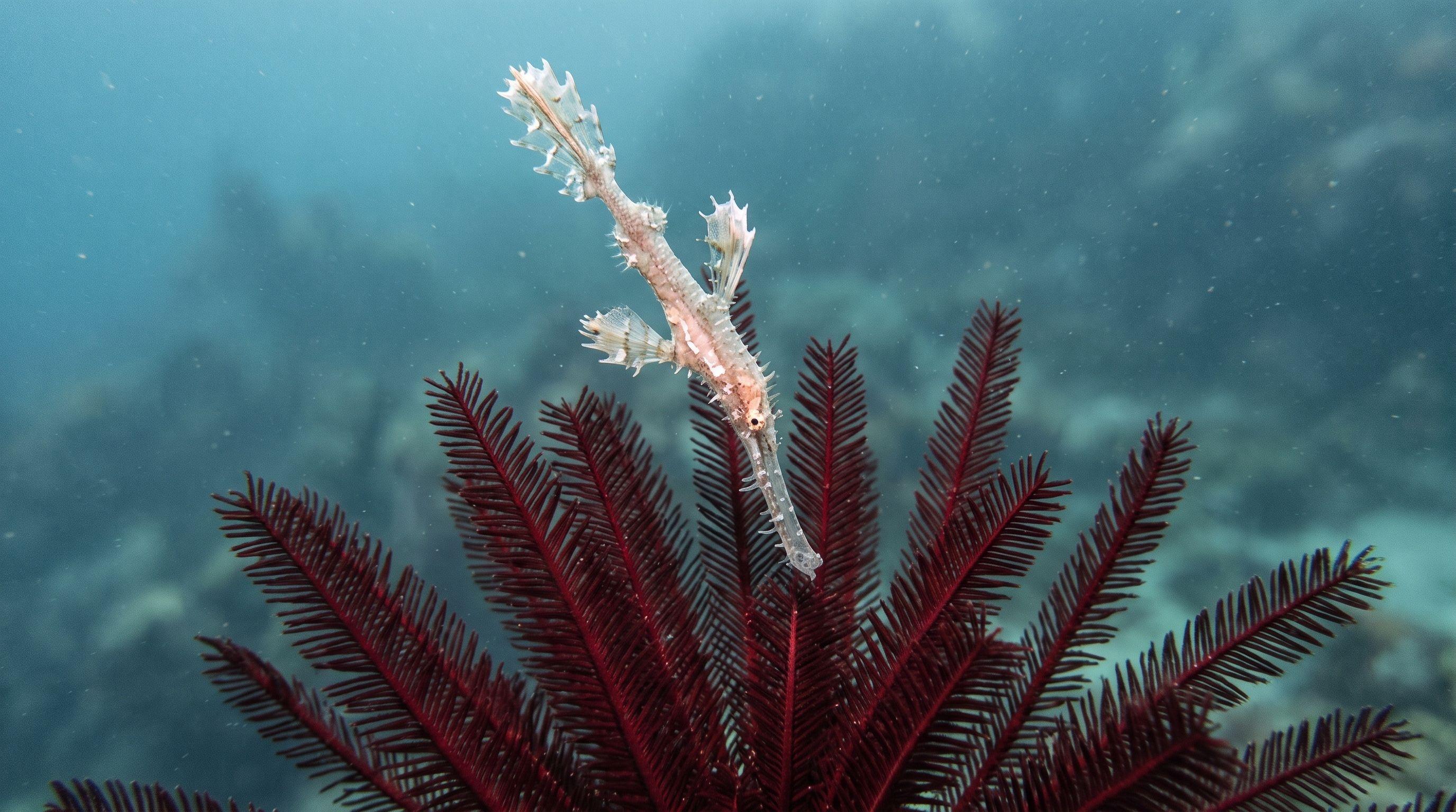 AI-generated illustration; species identification unverified. Ghost Pipefish (assorted)