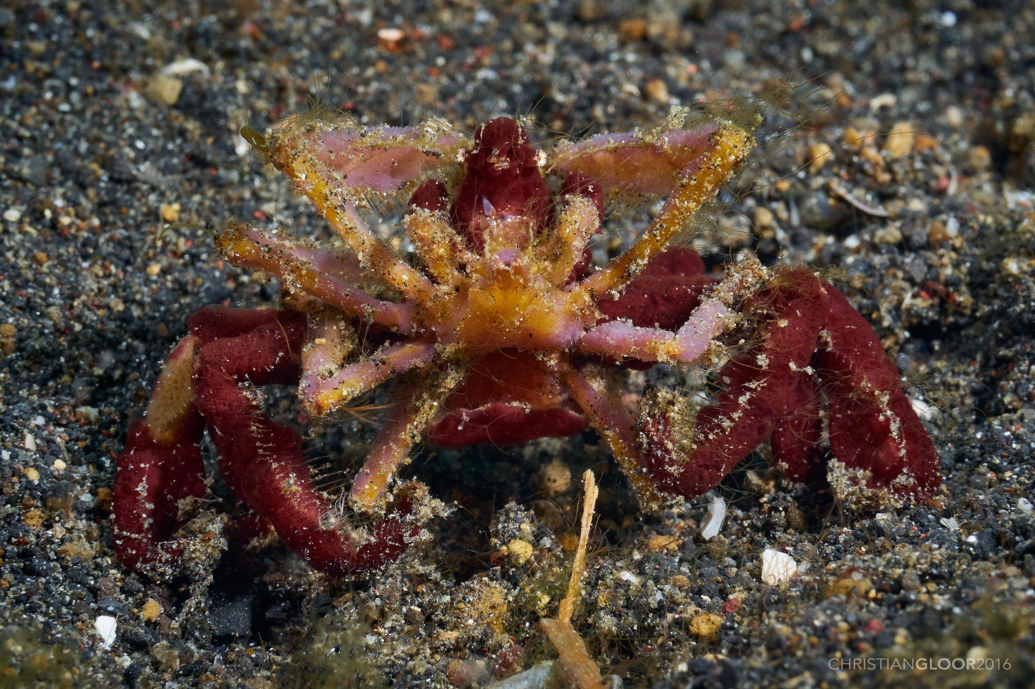 Orangutan Crab