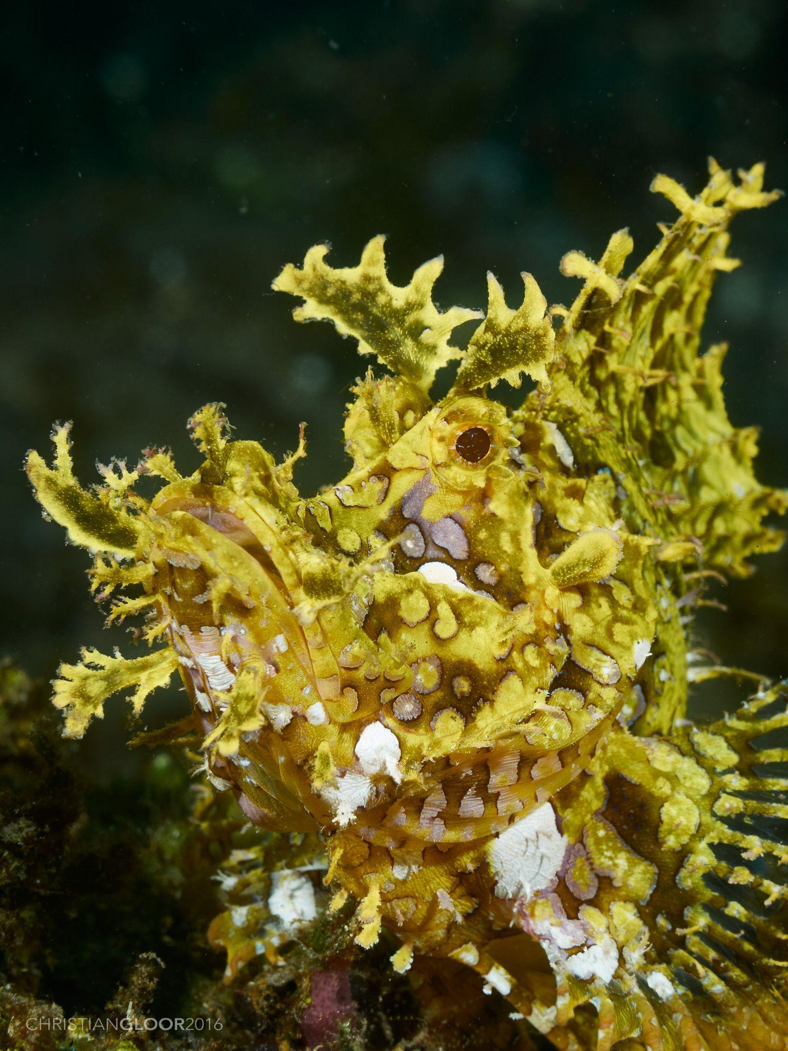 Ambon Scorpionfish