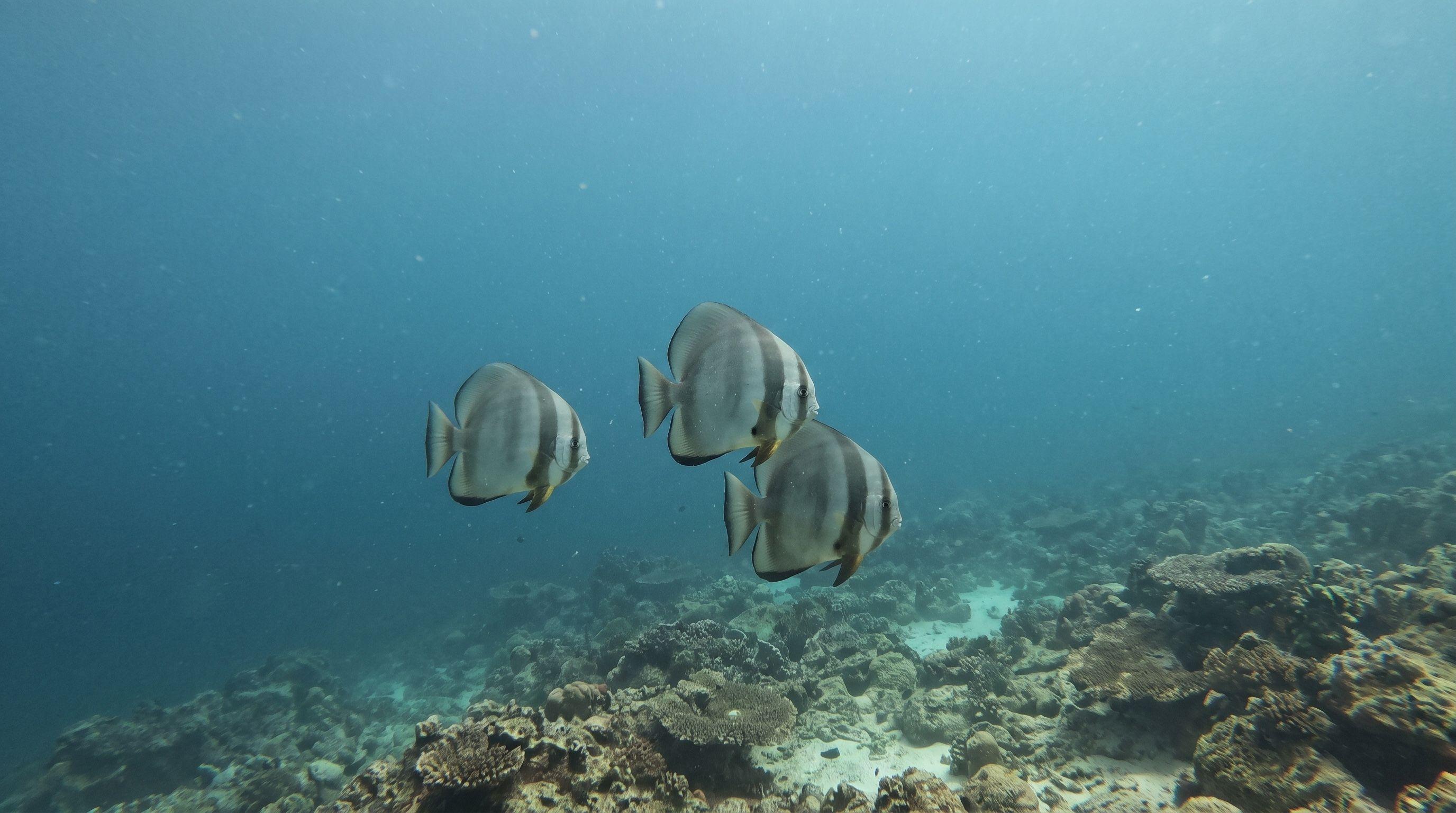 AI-generated illustration; species identification unverified. Batfish (assorted)