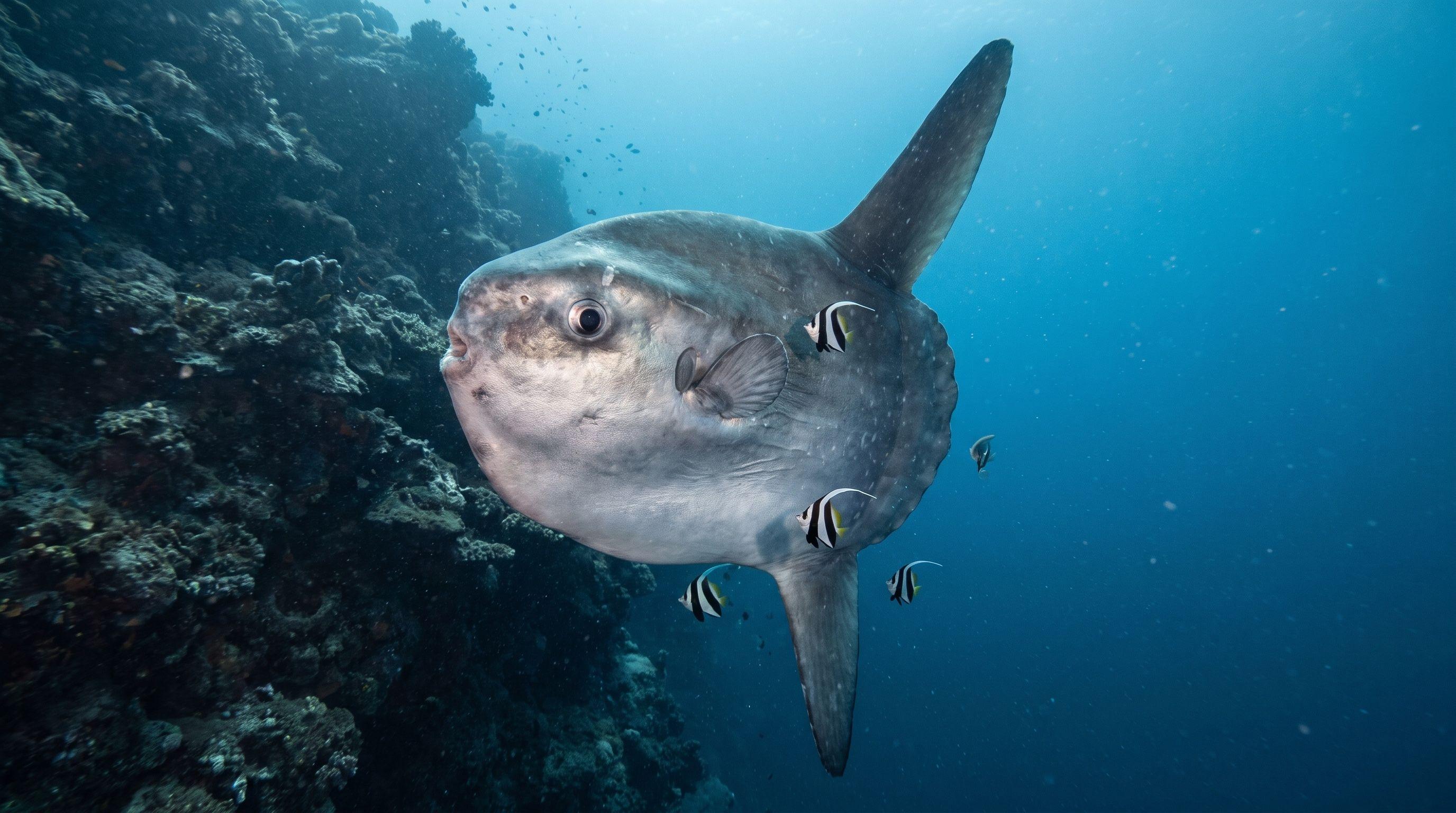 AI-generated illustration; species identification unverified. Ocean Sunfish (Mola mola) (Mola mola)