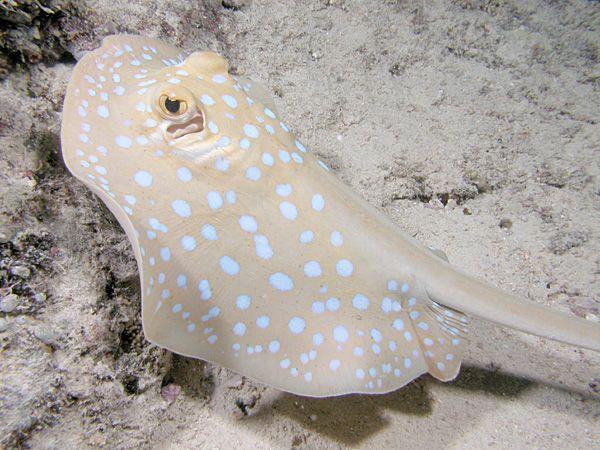 Blue-spotted Ribbontail Ray