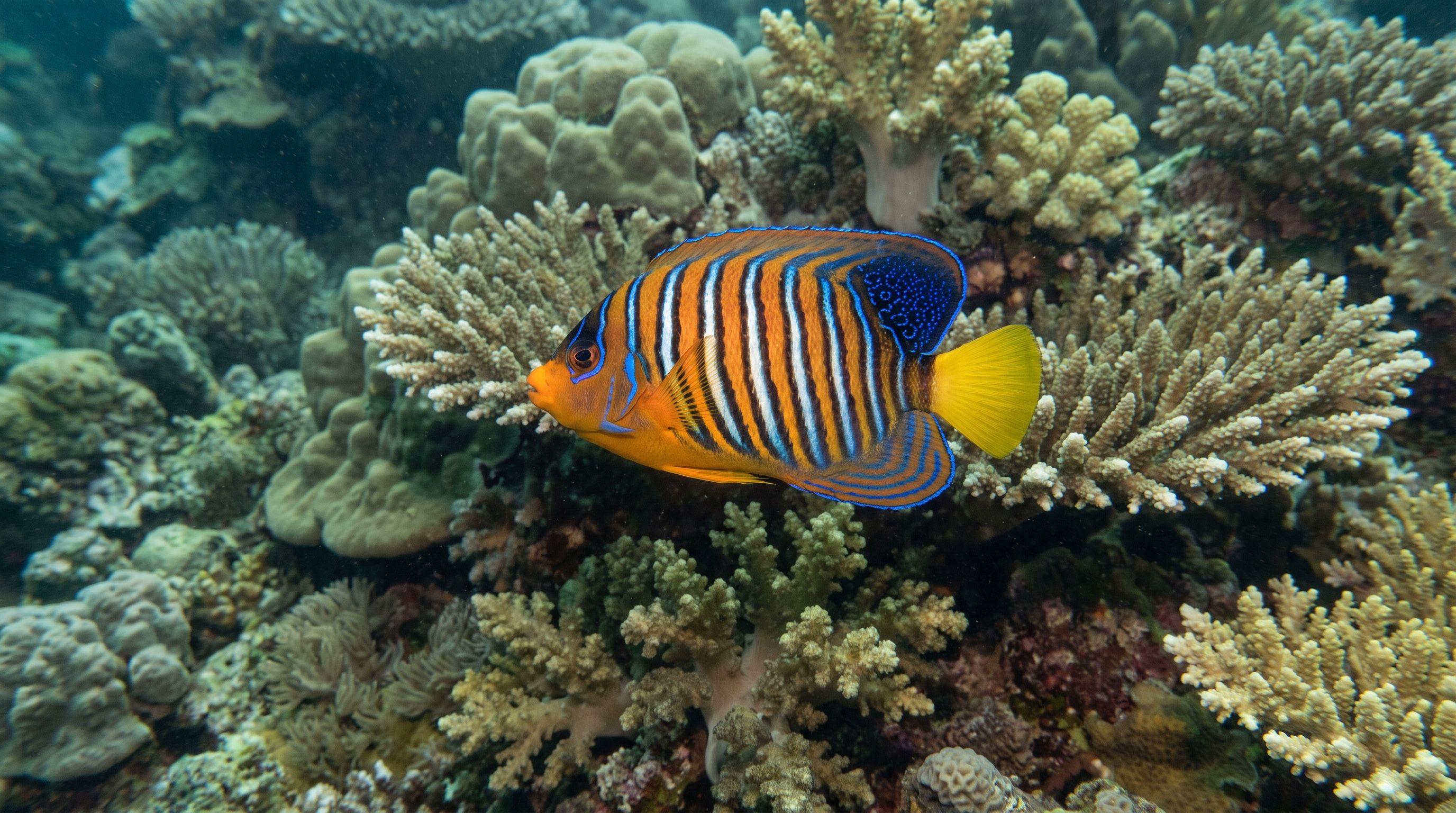 AI-generated illustration; species identification unverified. Regal Angelfish (Pygoplites diacanthus)
