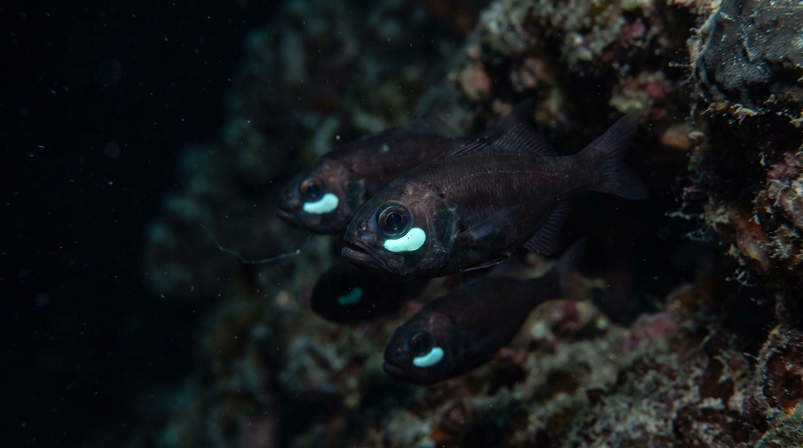 AI-generated illustration; species identification unverified. Flashlight Fish (Anomalops katoptron)