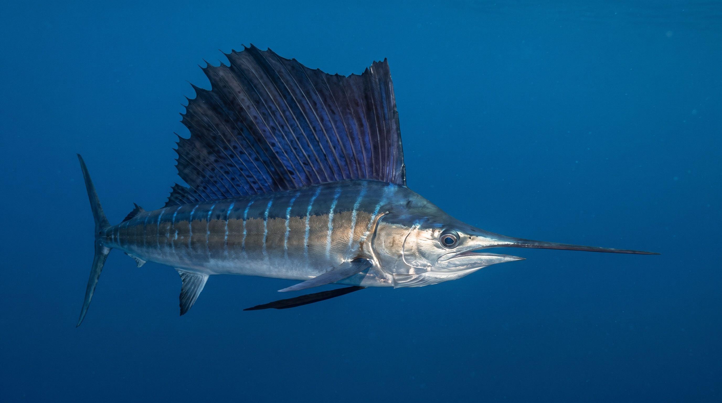 AI-generated illustration; species identification unverified. Indo-Pacific Sailfish (Istiophorus platypterus)