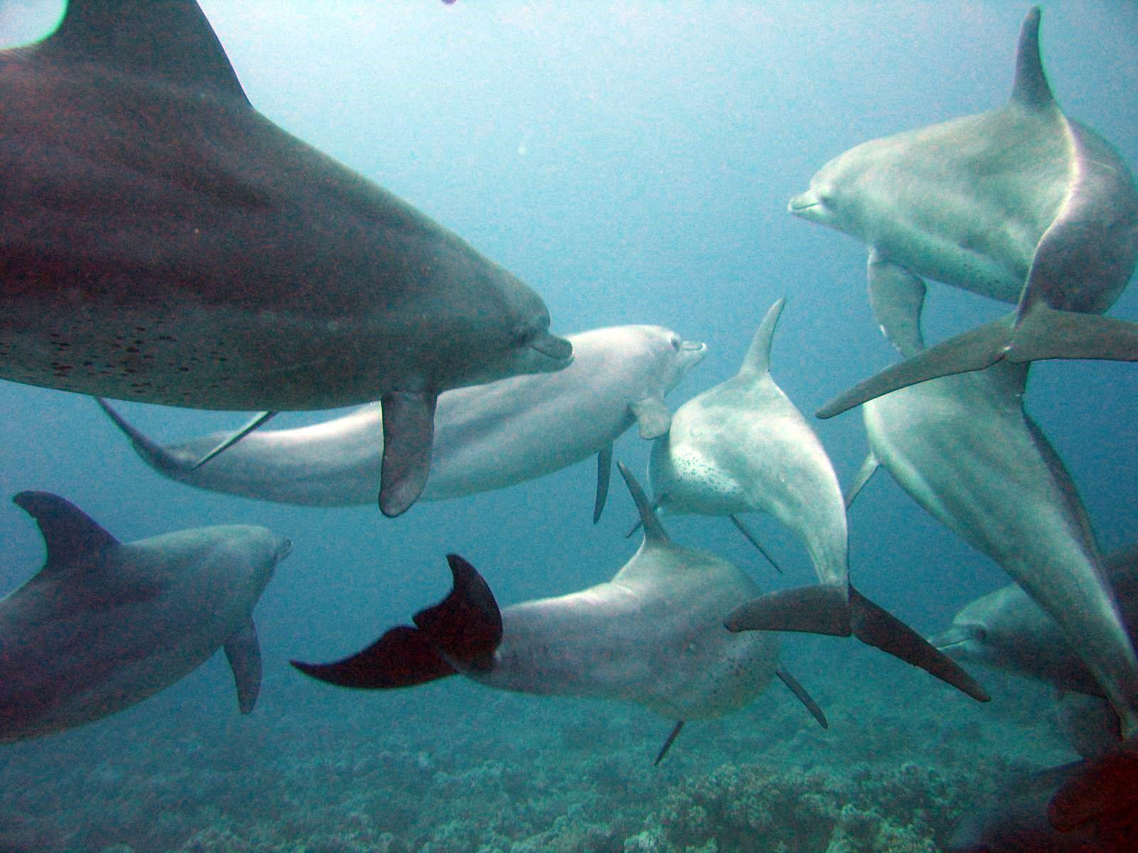 Bottlenose Dolphin