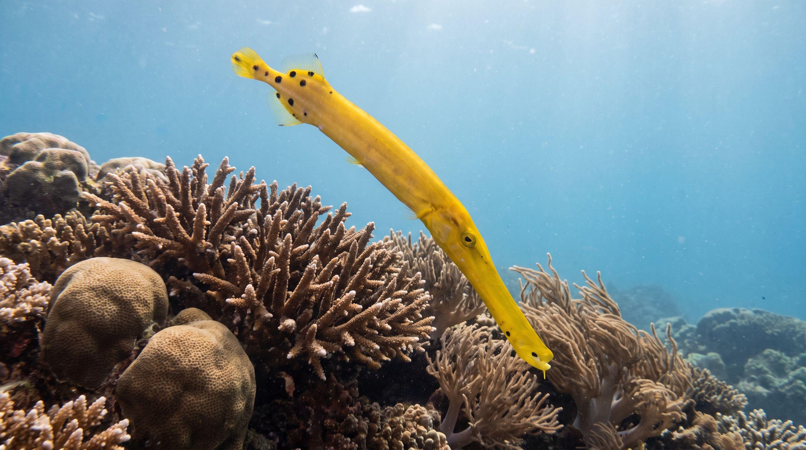AI-generated illustration; species identification unverified. Trumpetfish (Aulostomus chinensis)