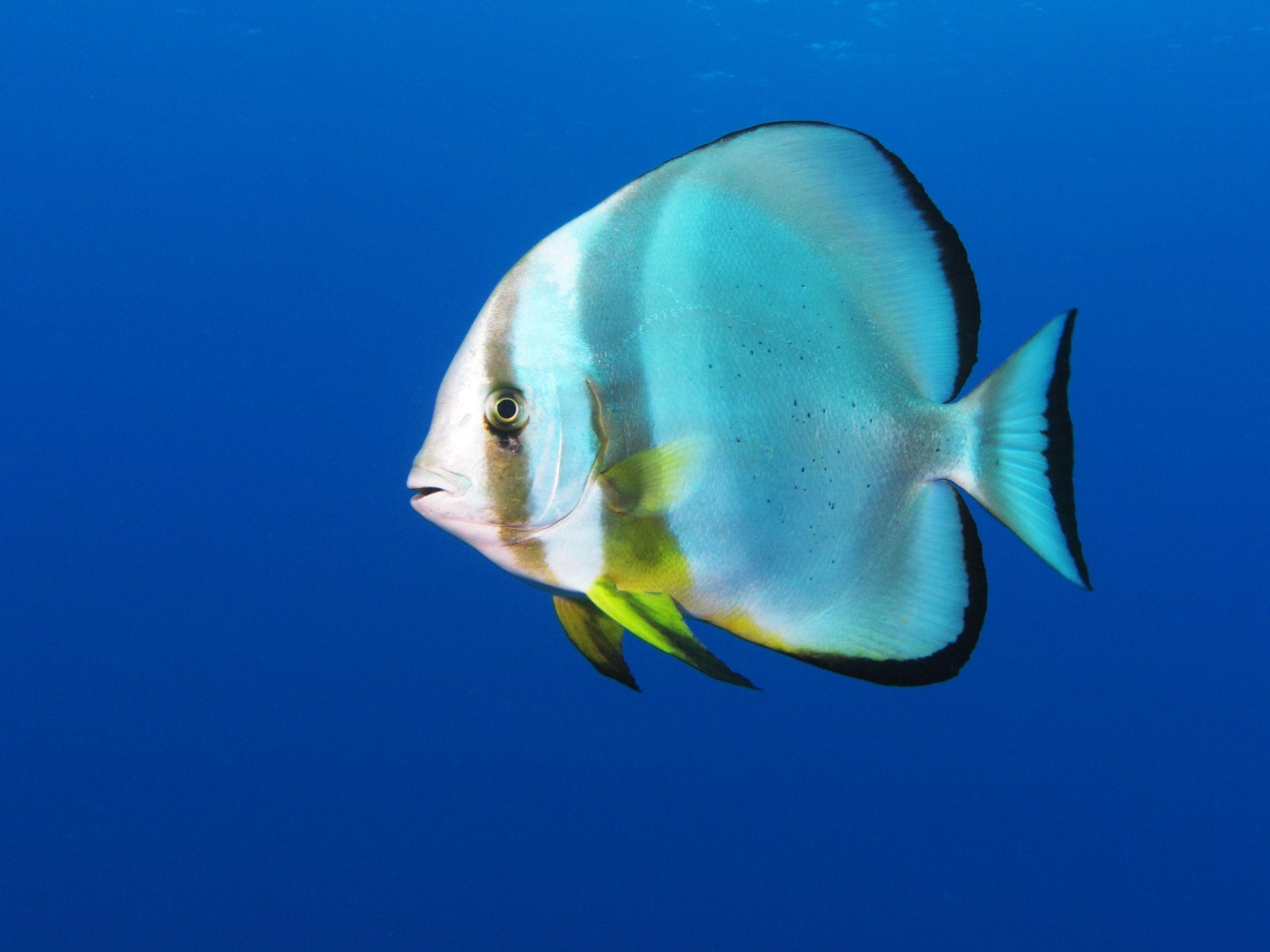 Longfin Batfish
