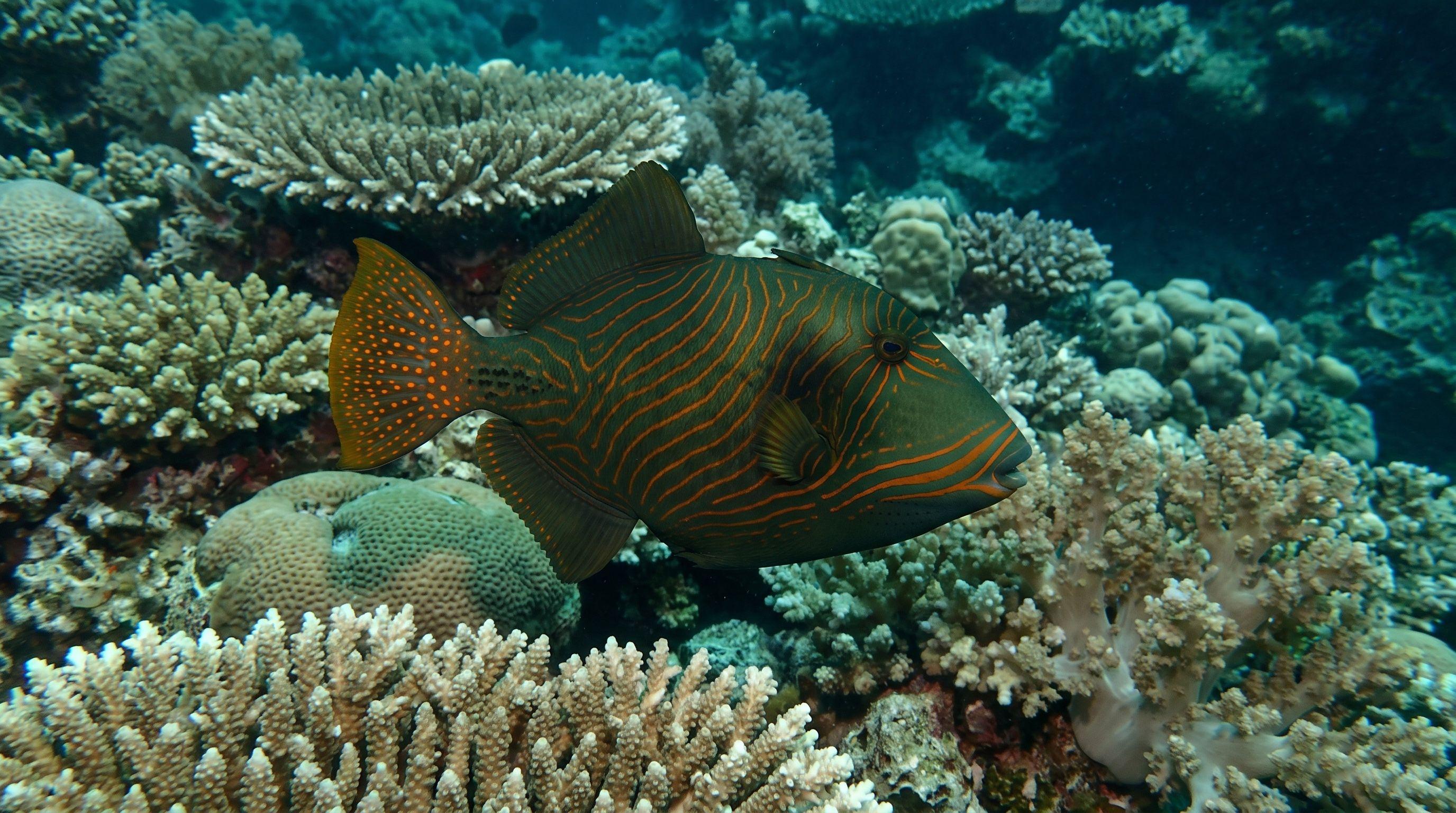 AI-generated illustration; species identification unverified. Orange-lined Triggerfish (Balistapus undulatus)