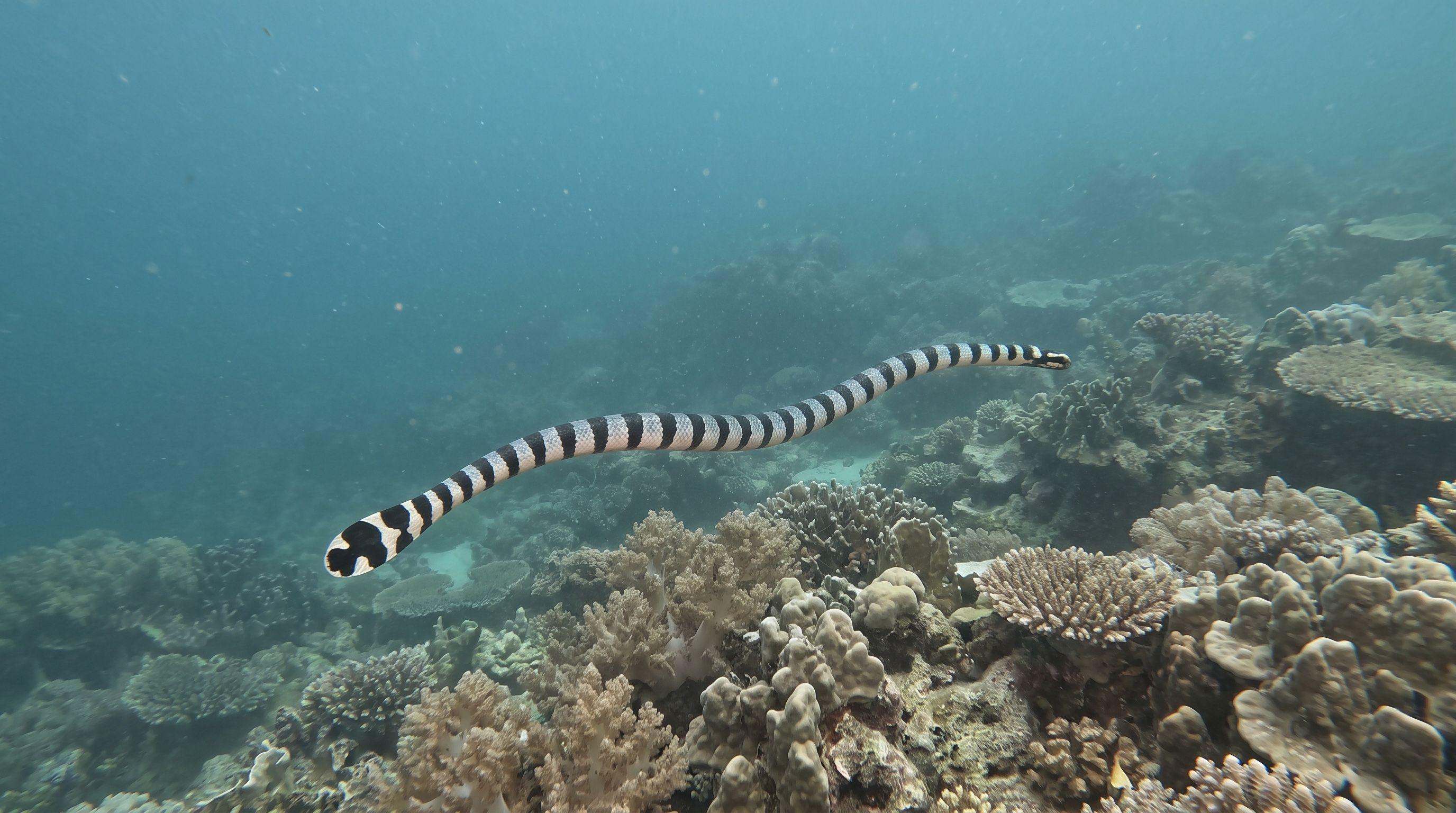 AI-generated illustration; species identification unverified. Sea Snake / Sea Krait (assorted)