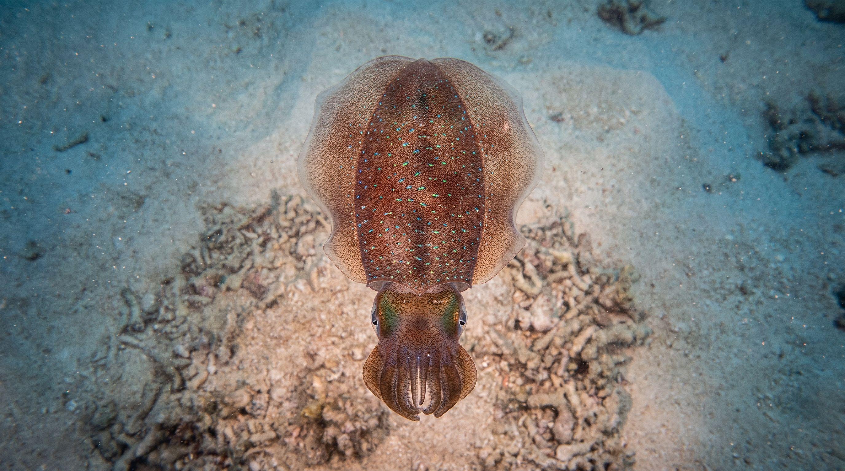 AI-generated illustration; species identification unverified. Bigfin Reef Squid (Sepioteuthis lessoniana)