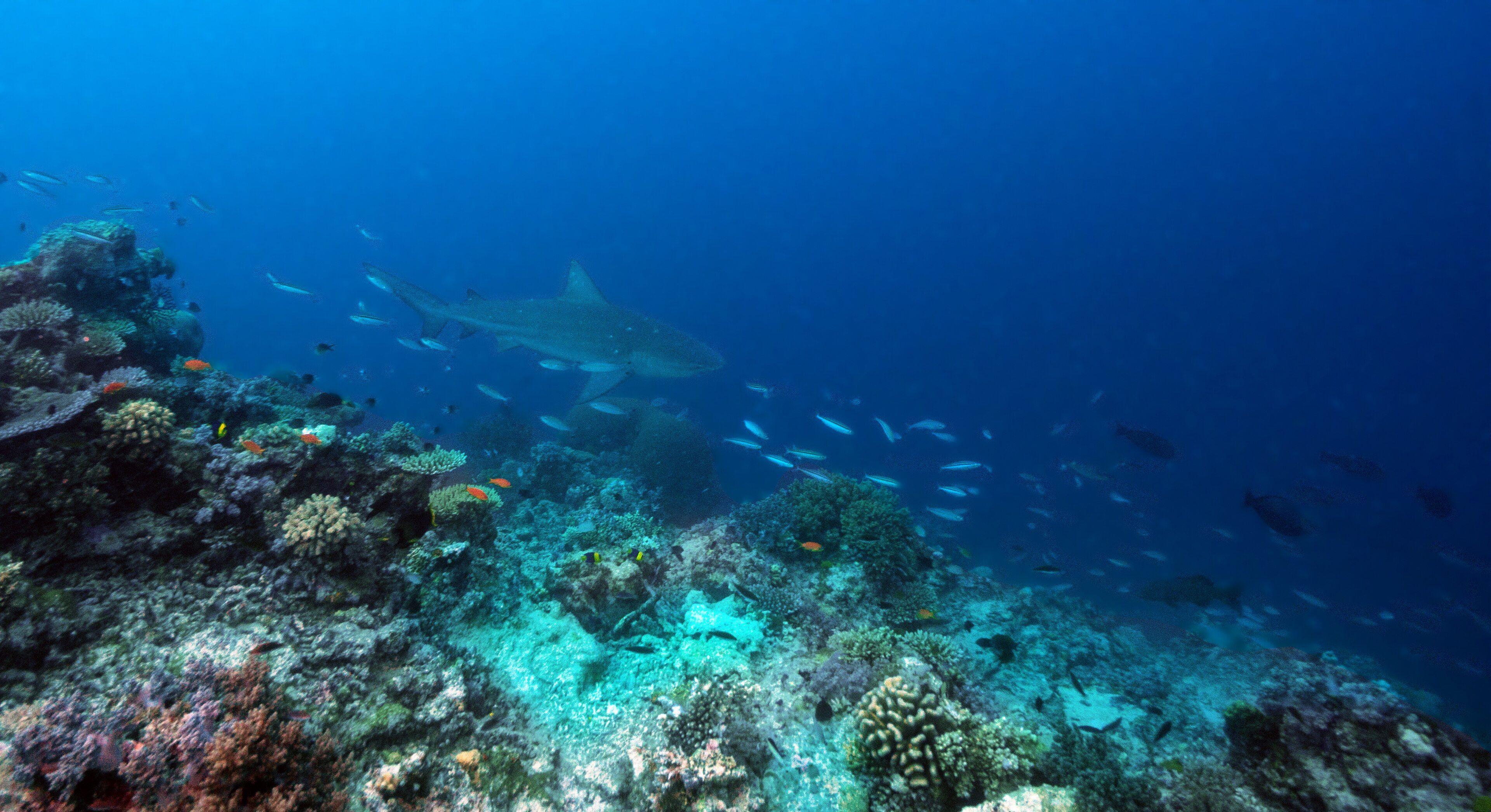 Bull Shark