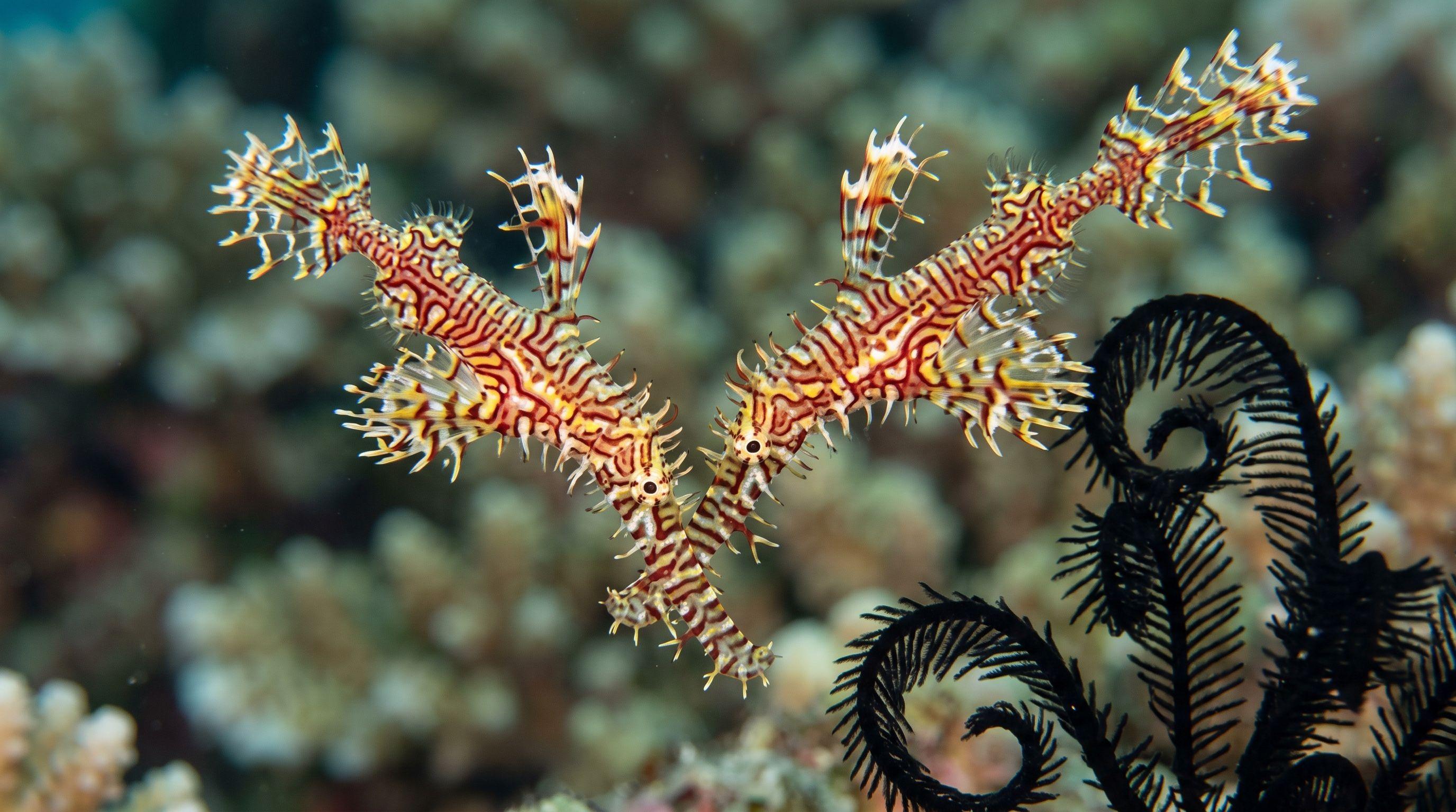 AI-generated illustration; species identification unverified. Ornate Ghost Pipefish (Solenostomus paradoxus)