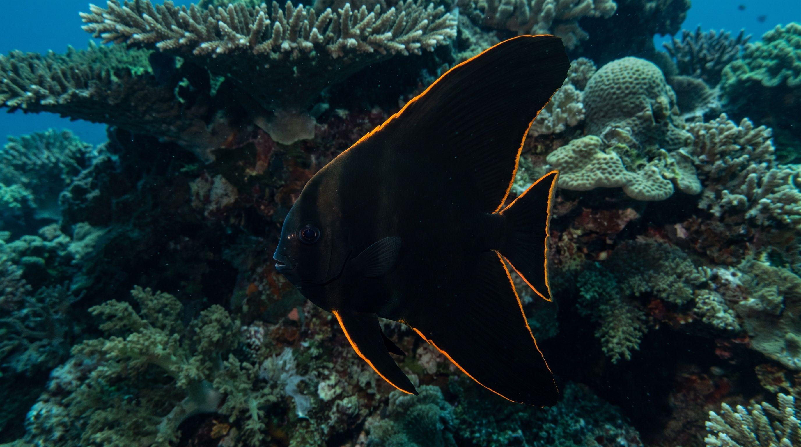 AI-generated illustration; species identification unverified. Pinnate Batfish (Platax pinnatus)