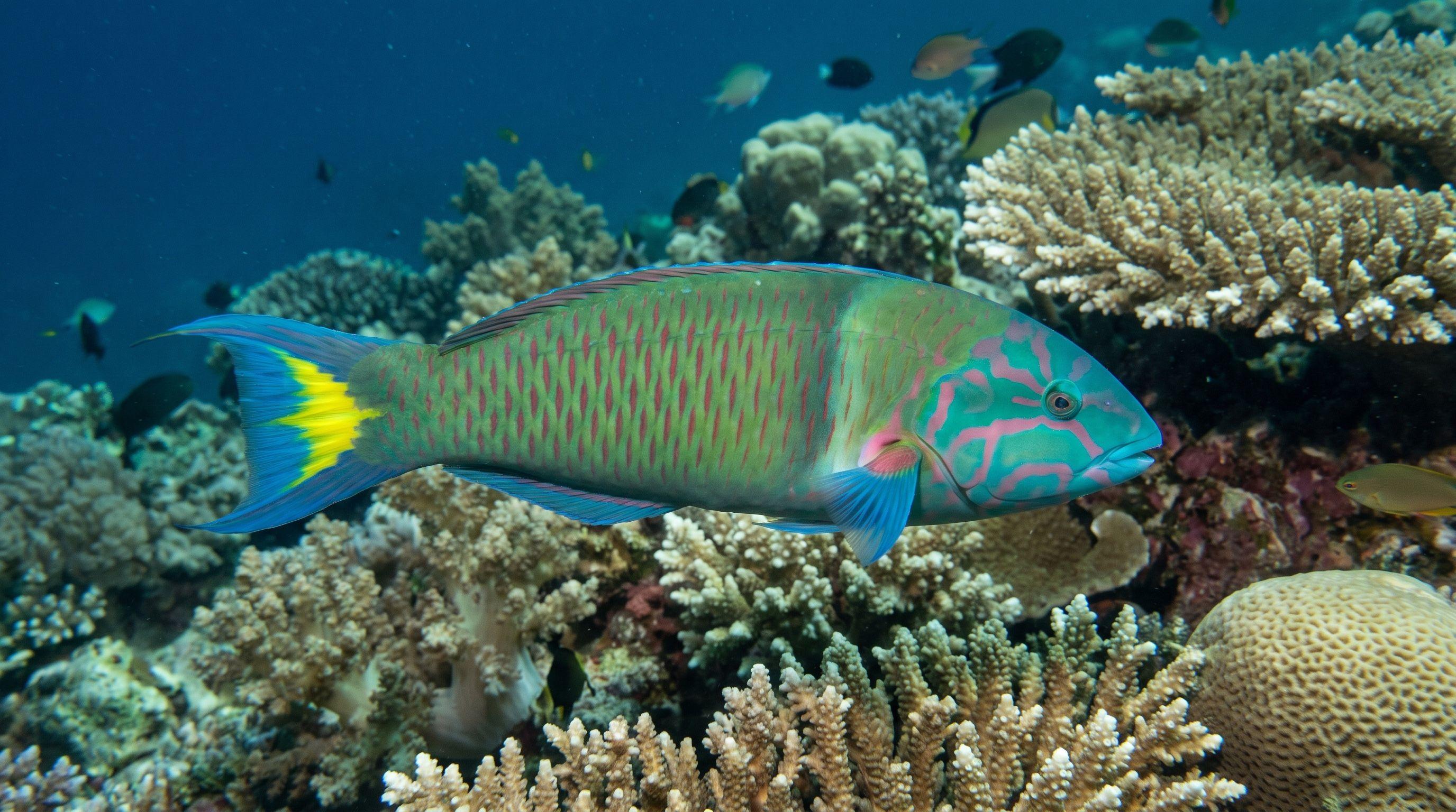 AI-generated illustration; species identification unverified. Wrasse (assorted) (Labridae spp.)