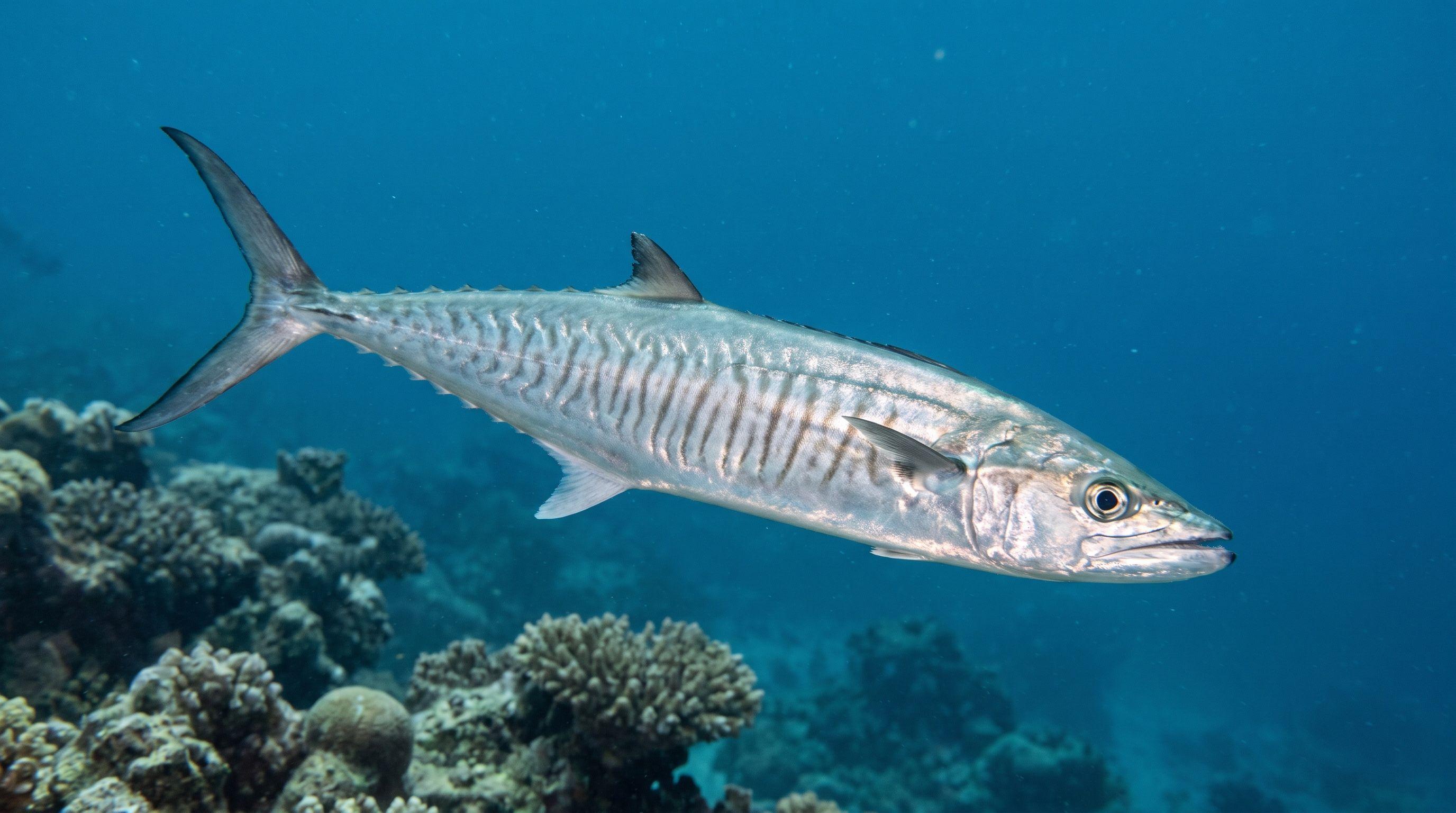 AI-generated illustration; species identification unverified. Narrow-barred Spanish Mackerel (Scomberomorus commerson)