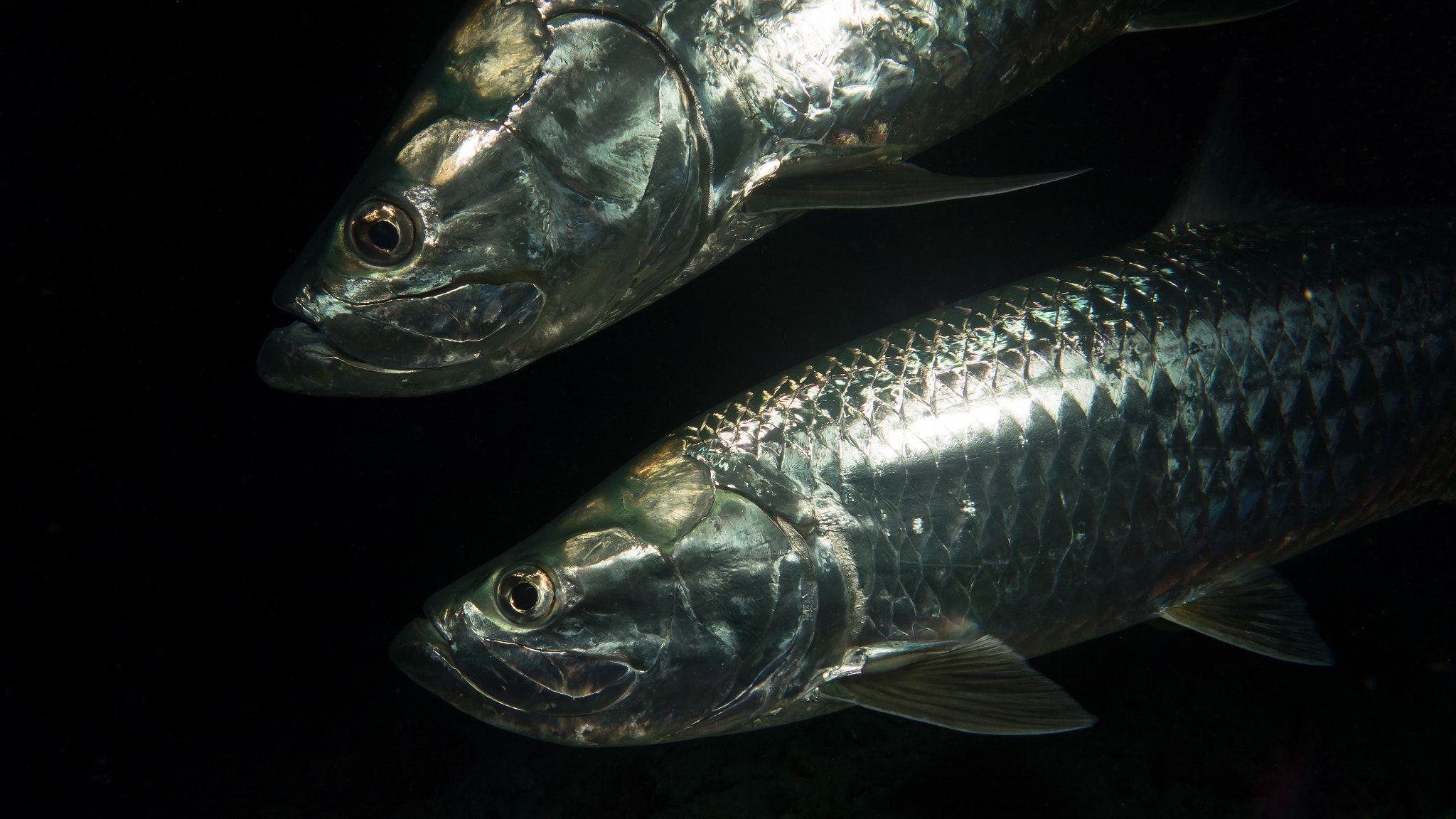 Atlantic Tarpon