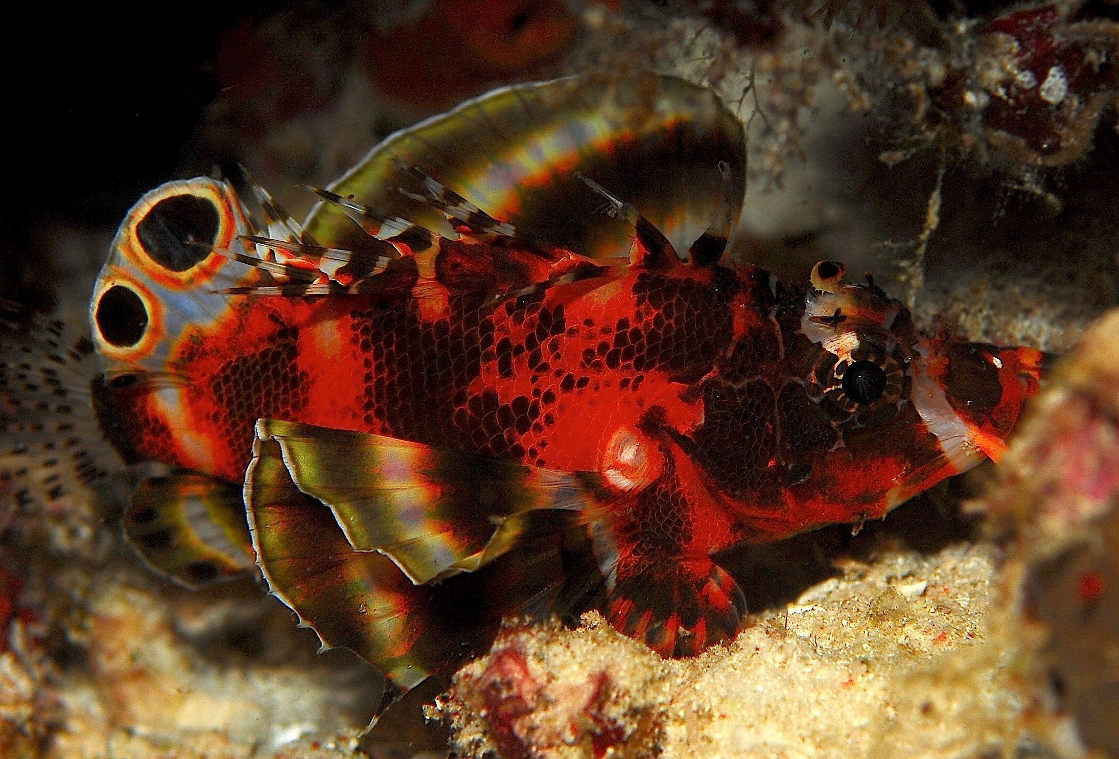 Twin-spot Lionfish
