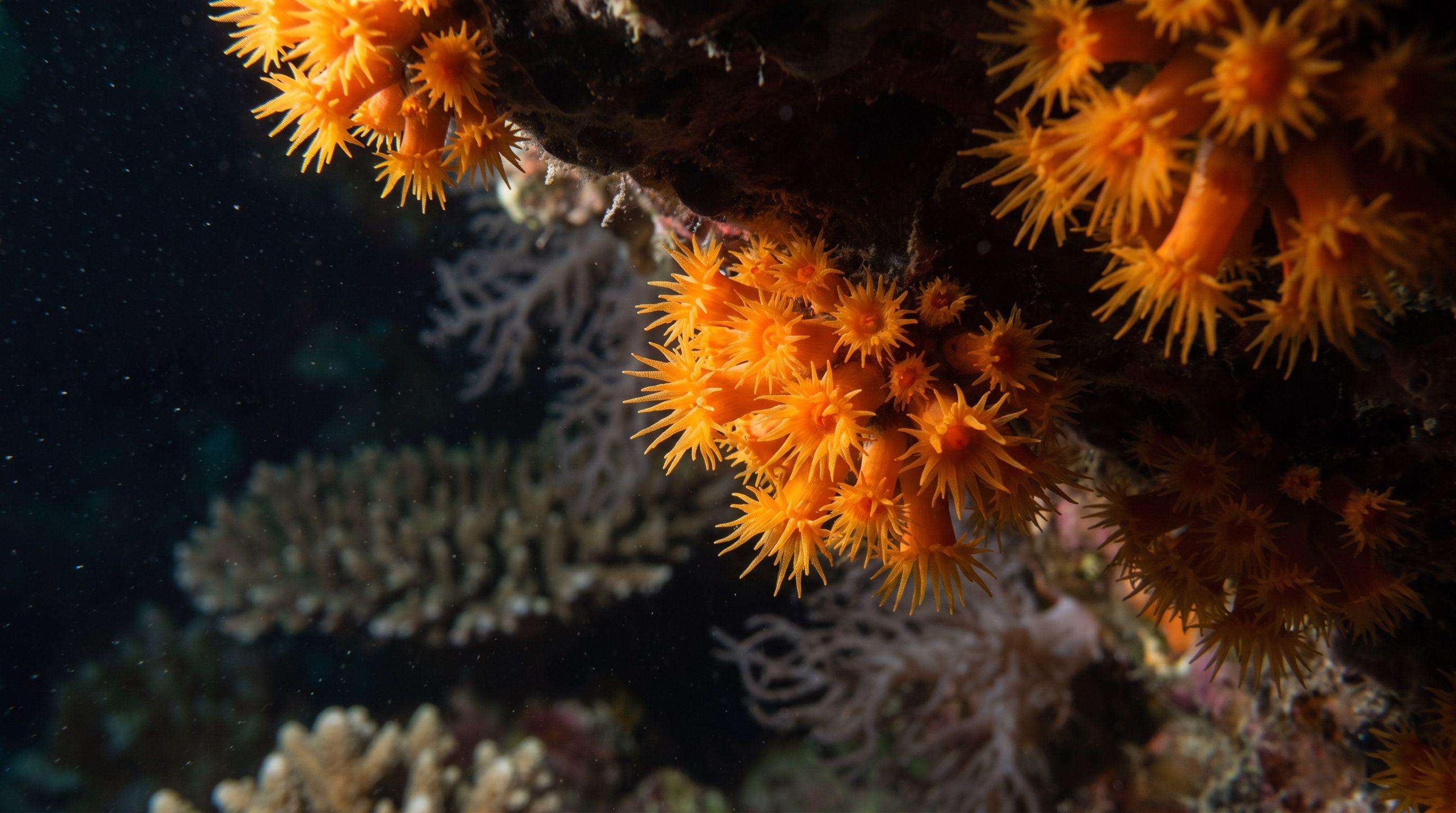 AI-generated illustration; species identification unverified. Orange Cup Coral (Tubastraea coccinea)