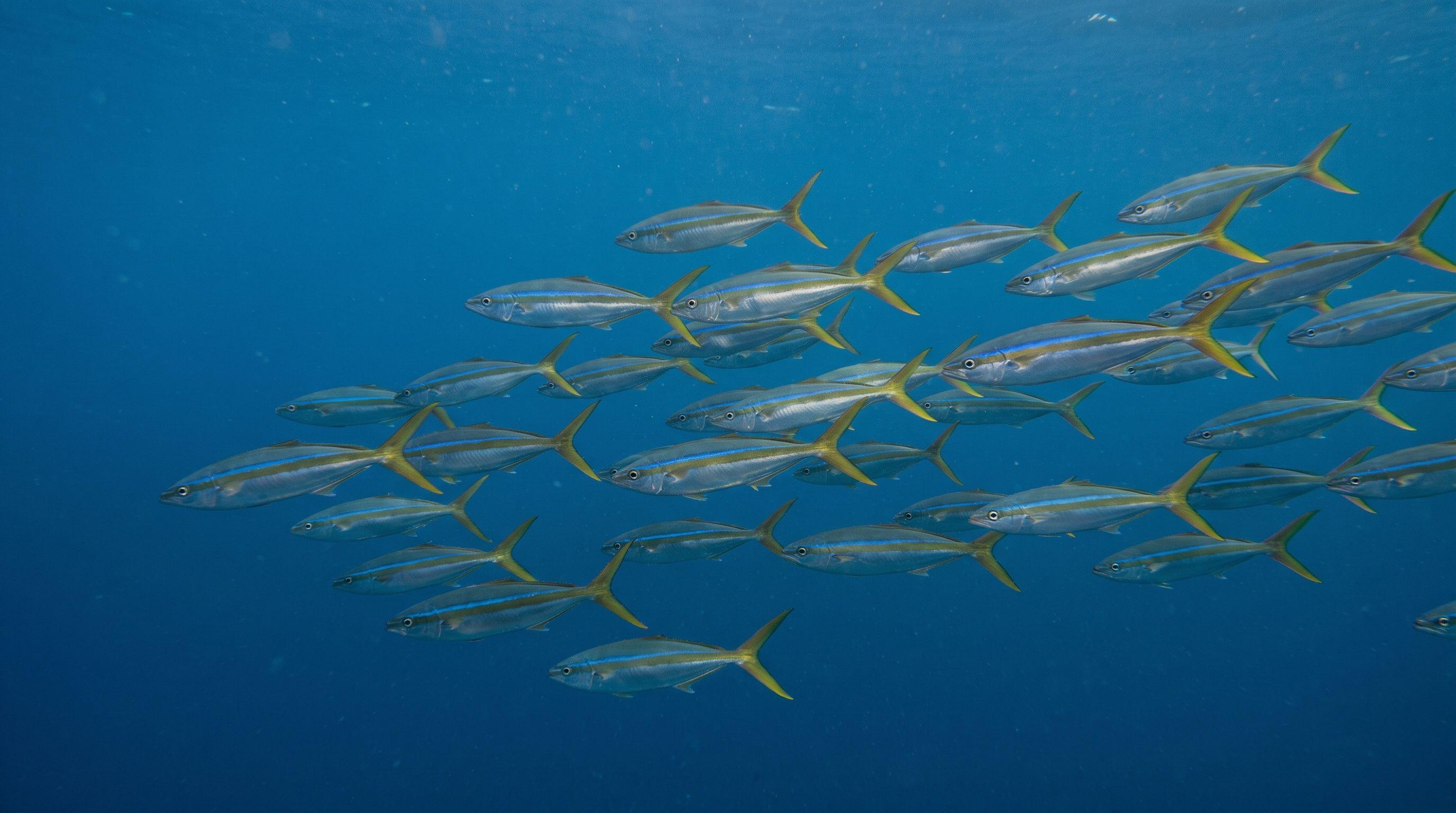 AI-generated illustration; species identification unverified. Rainbow Runner (Elagatis bipinnulata)