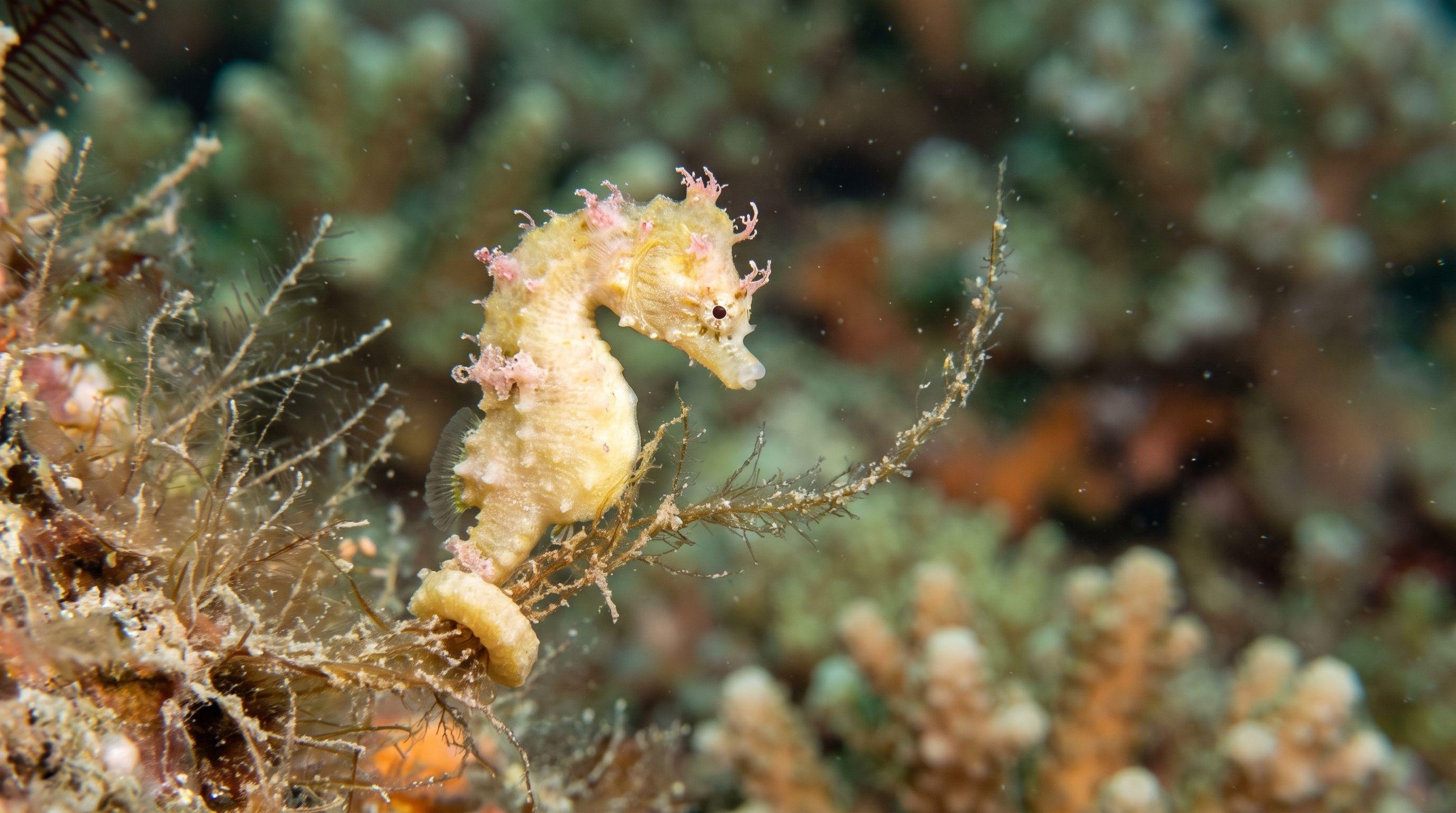 AI-generated illustration; species identification unverified. Pontoh's Pygmy Seahorse (Hippocampus pontohi)