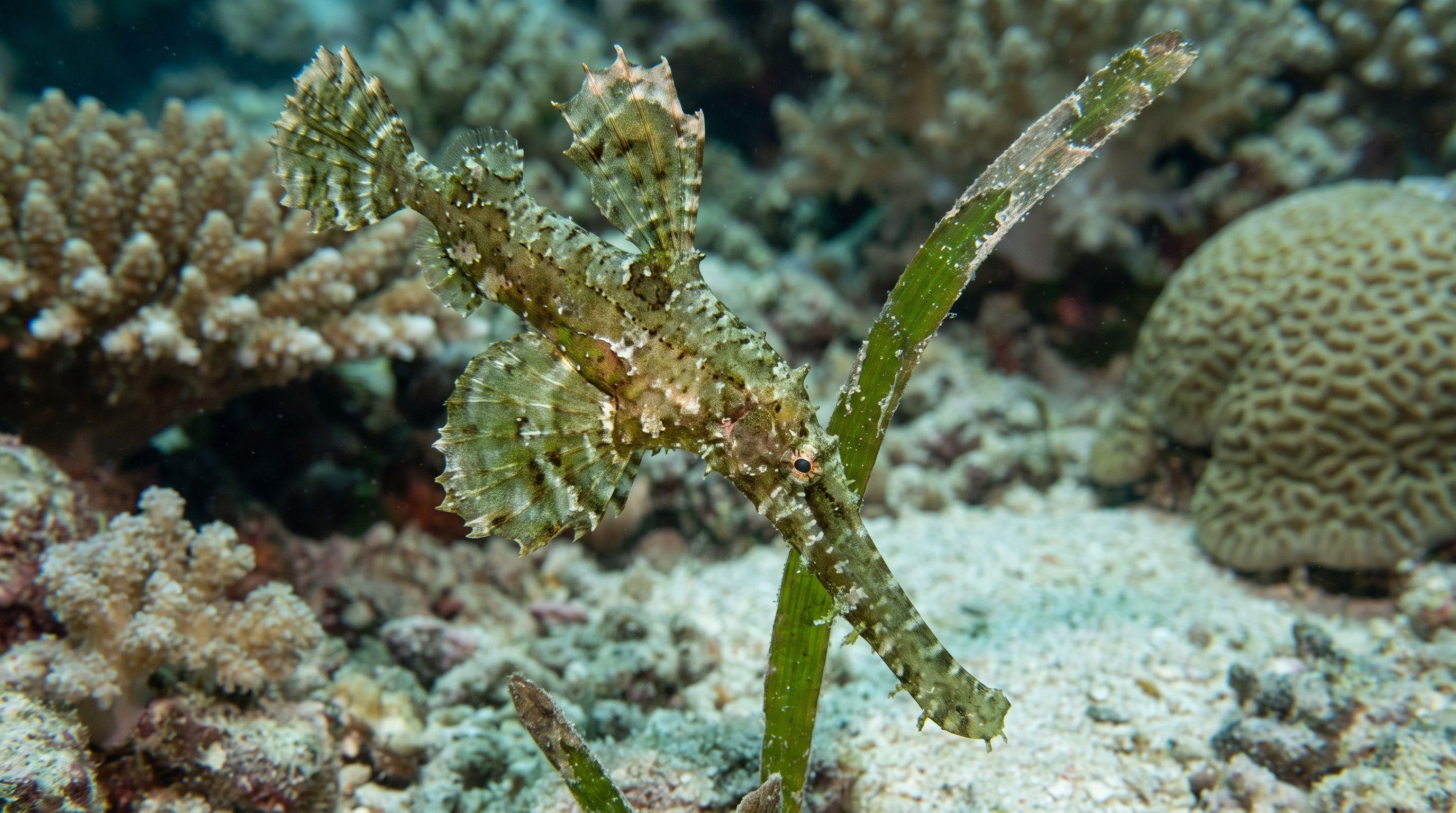 AI-generated illustration; species identification unverified. Robust Ghost Pipefish (Solenostomus cyanopterus)