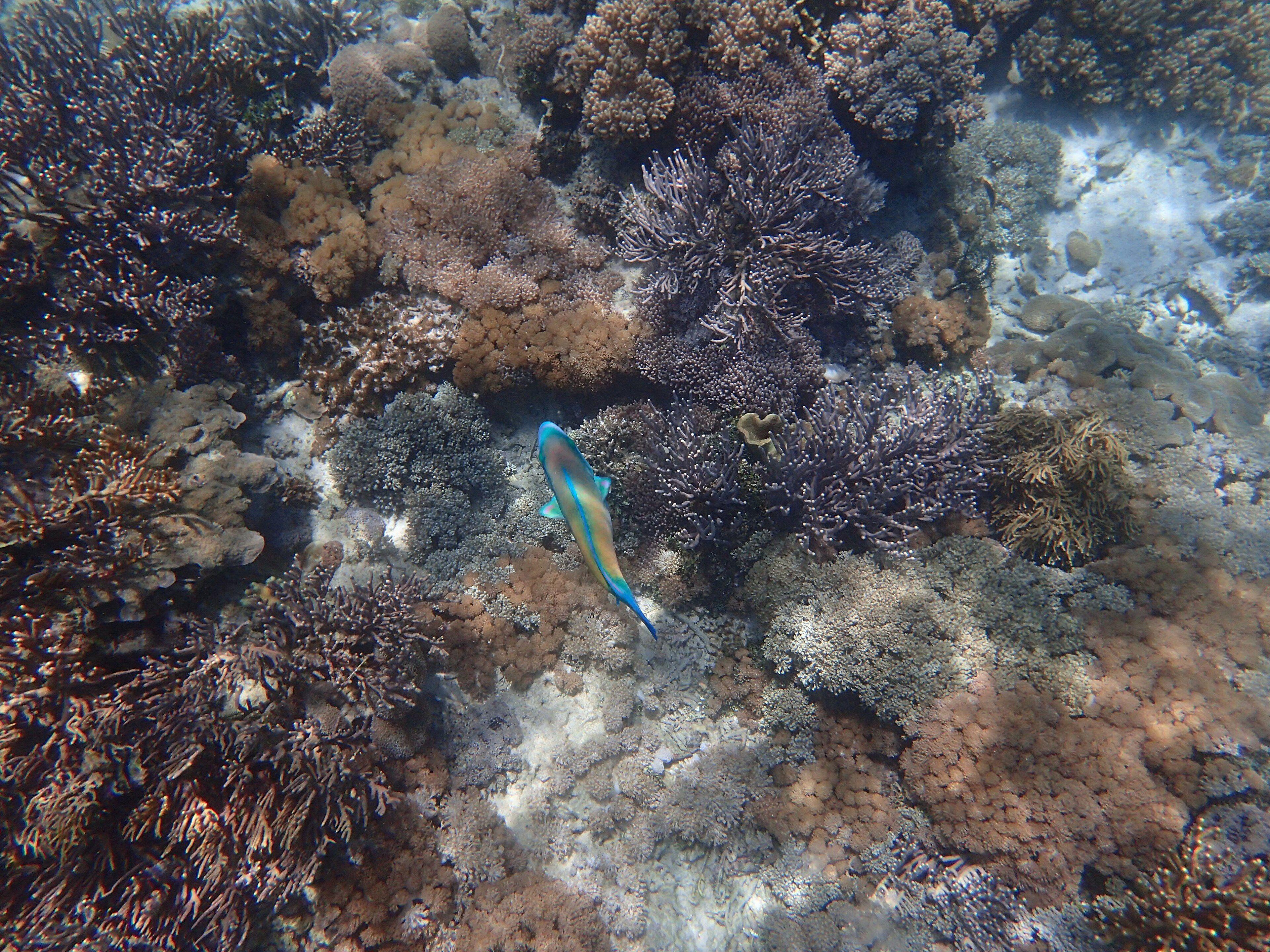 A shallow hard-coral garden teeming with reef fish in central Komodo National Park, typical of the unbroken coral fields at Tatawa Besar.