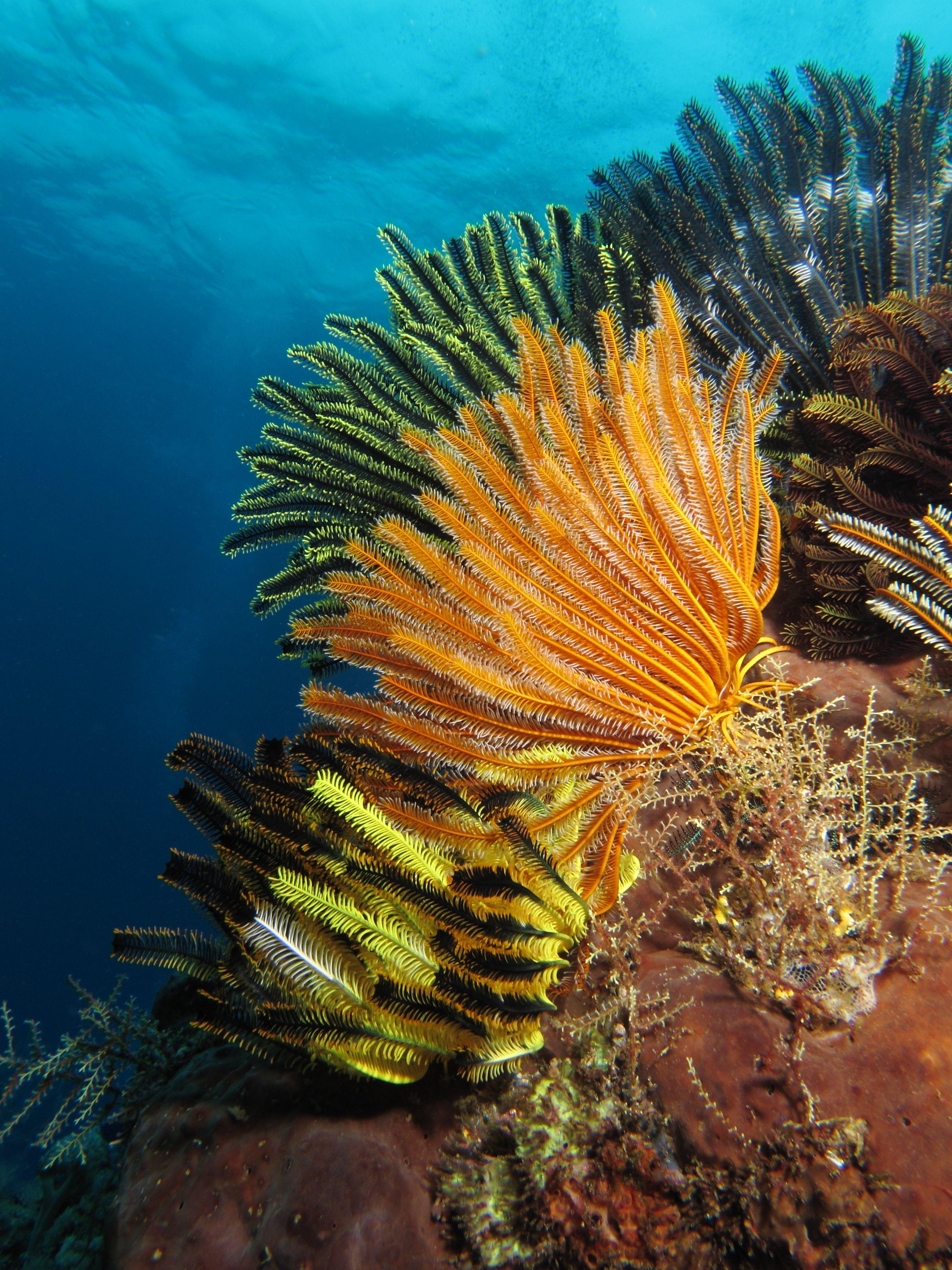 Orange and yellow crinoids carpeting a shallow reef at Gili Lawa, the island group framing the Golden Passage drift in Komodo National Park.