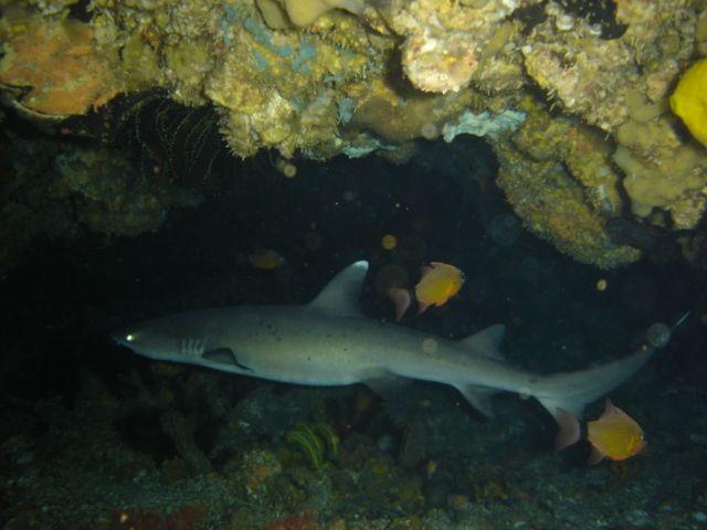 A whitetip reef shark rests in the shadow of a coral ledge with orange anthias swimming nearby at Gato Island, Philippines.