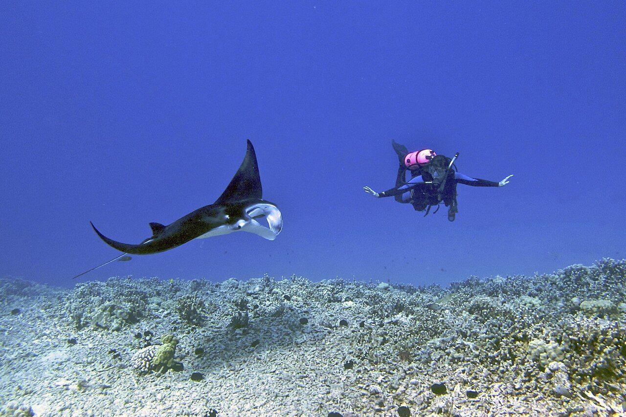 Diver with a reef manta ray on the Kona Manta Ray Night Dive, Hawaii.