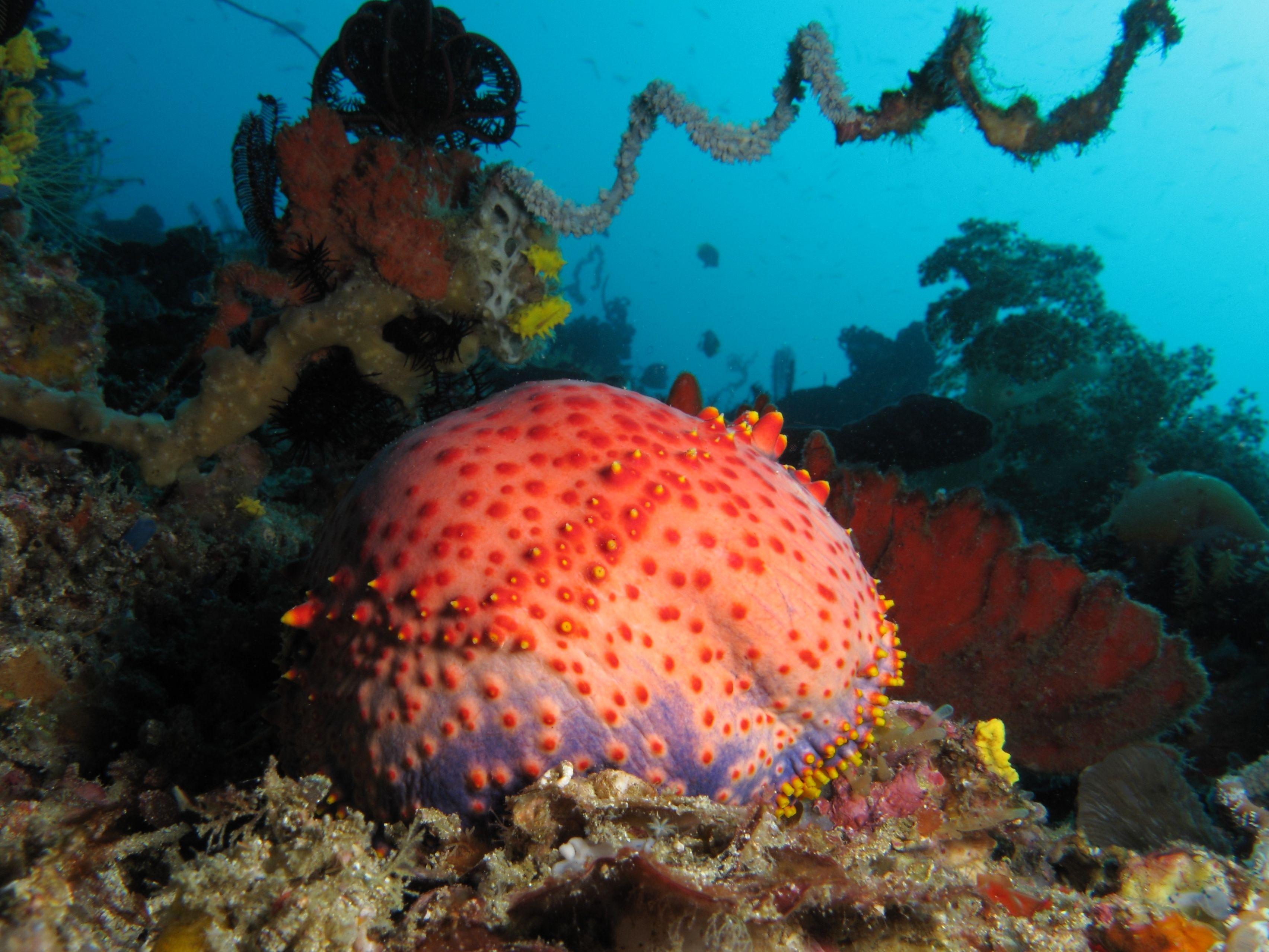 A vividly colored sea apple (Pseudocolochirus violaceus), the signature macro subject of Cannibal Rock in Horseshoe Bay.
