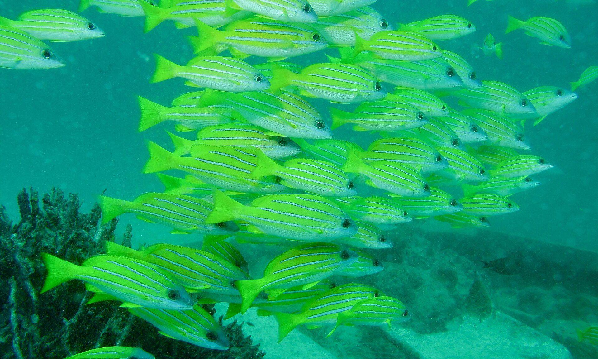 School of bluestripe snappers (Lutjanus kasmira) over a reef, representing the snapper schools at Anda, Bohol