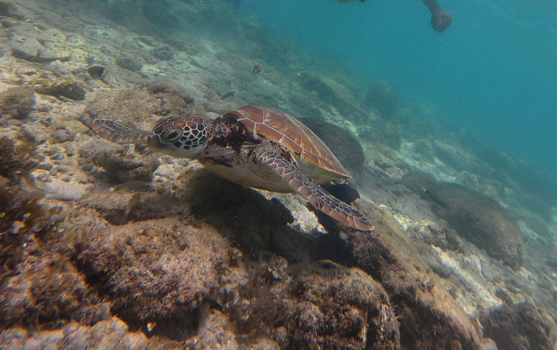 Green sea turtle swimming over a coral reef in Moalboal, Philippines, representing the turtles at Turtle Point, Anda