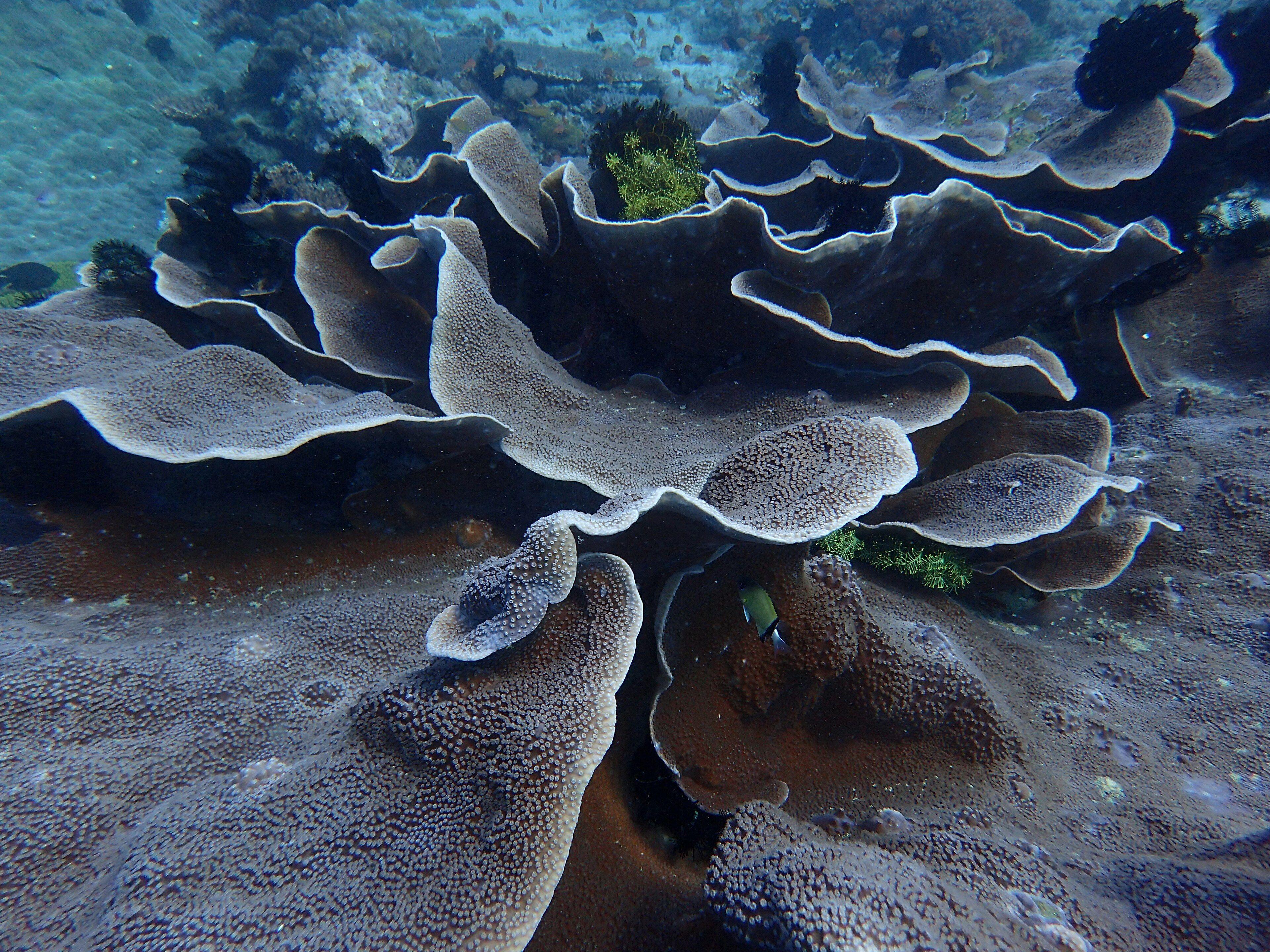 Coral reef underwater at Puerto Galera — the waters around The Canyons at Escarceo Point.
