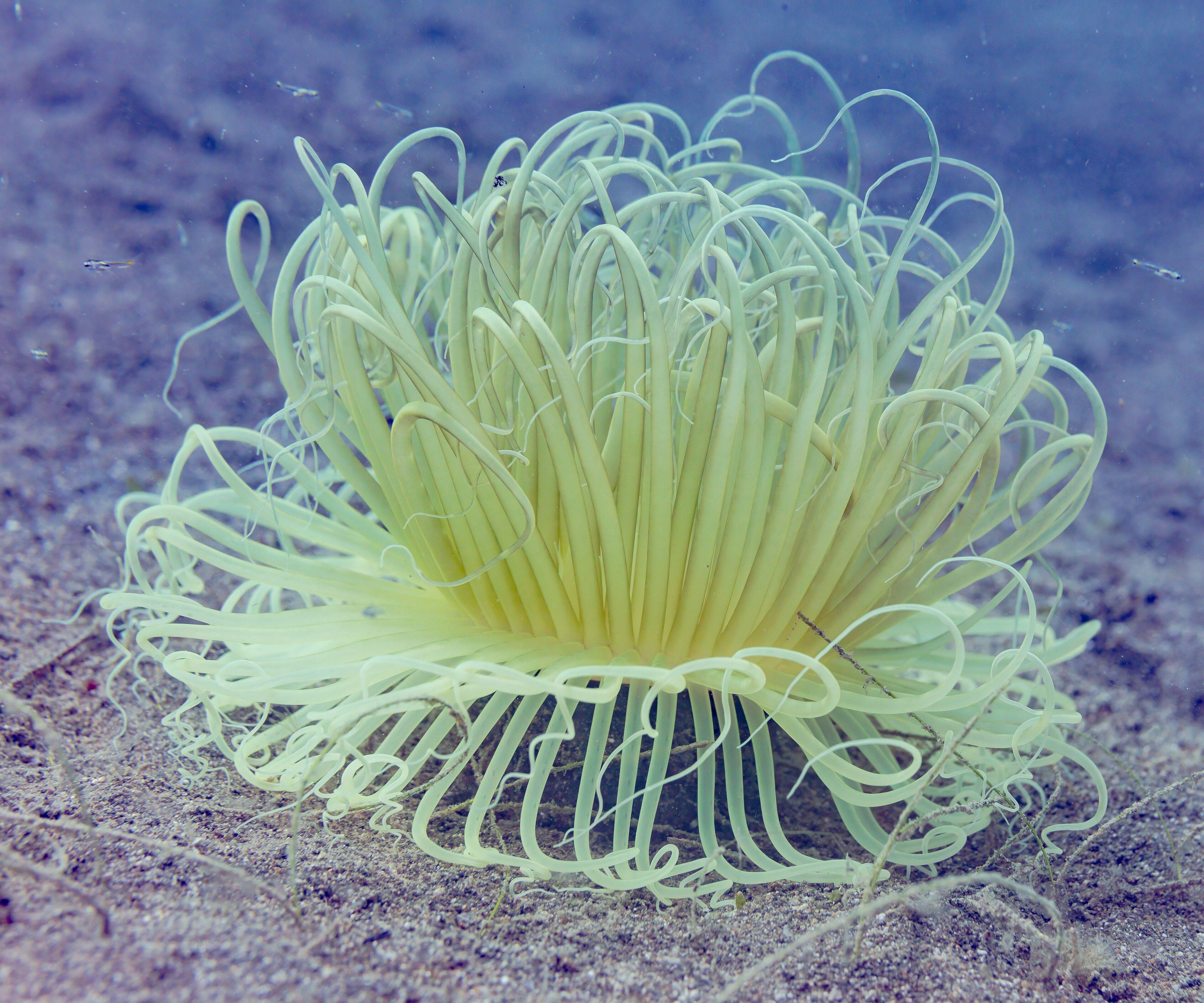 Sea anemone on the reef at Anilao — the macro-rich waters around the Twin Rocks sanctuary.