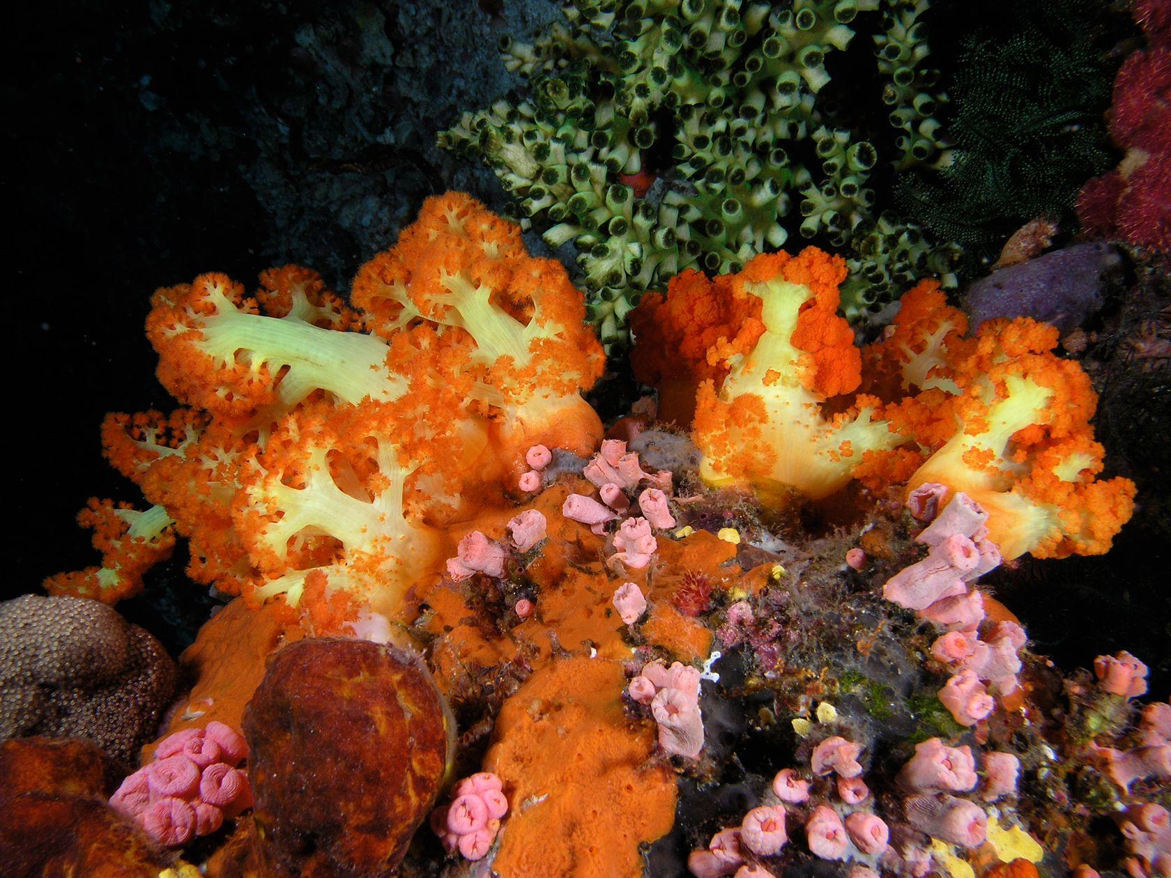 Soft corals carpeting rock in Komodo National Park, typical of the coral-draped pillars and swim-throughs at Pillarsteen.