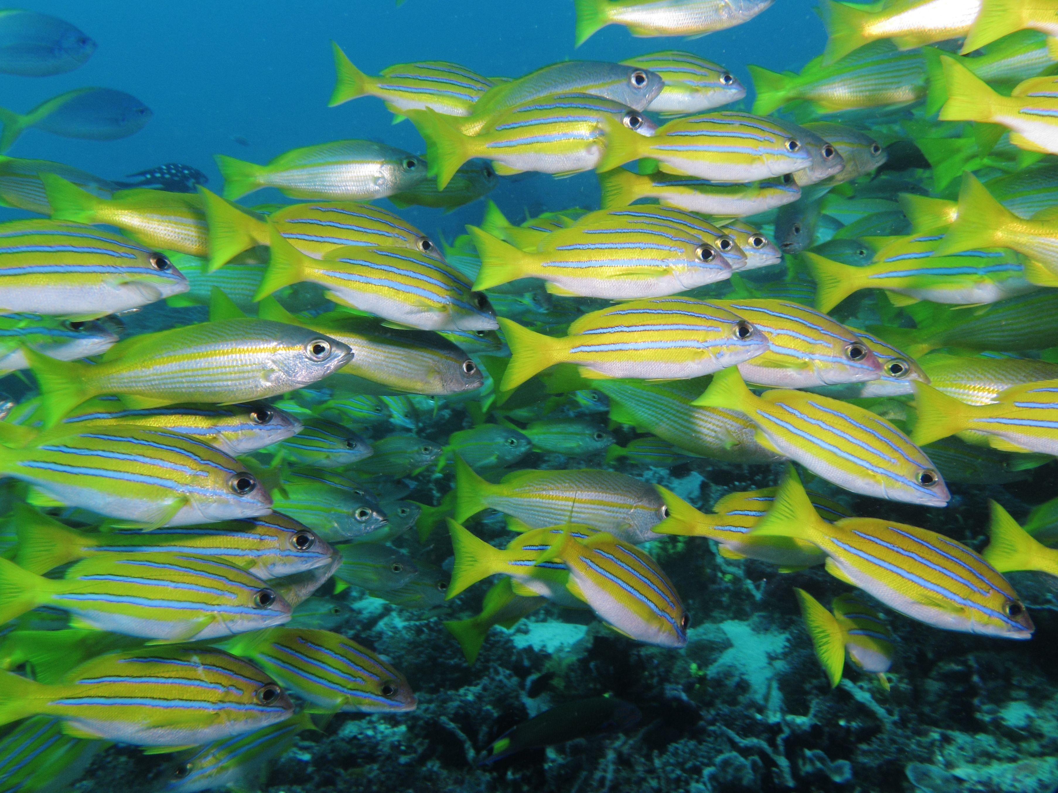 A dense school of blue-striped snappers packed over the reef in Komodo National Park, the kind of fish traffic that rides the Shotgun drift.