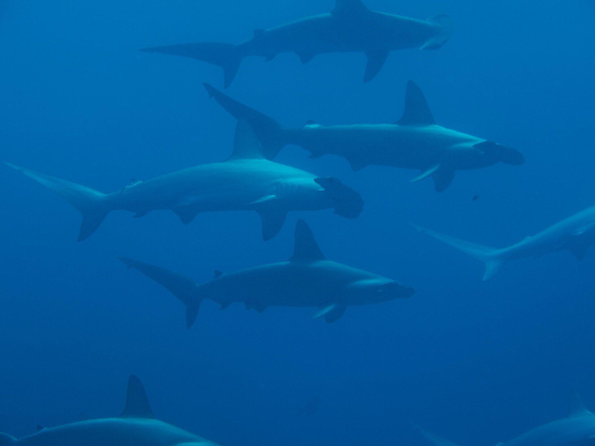 School of scalloped hammerhead sharks — the spectacle of Bajo Alcyone, Cocos Island.