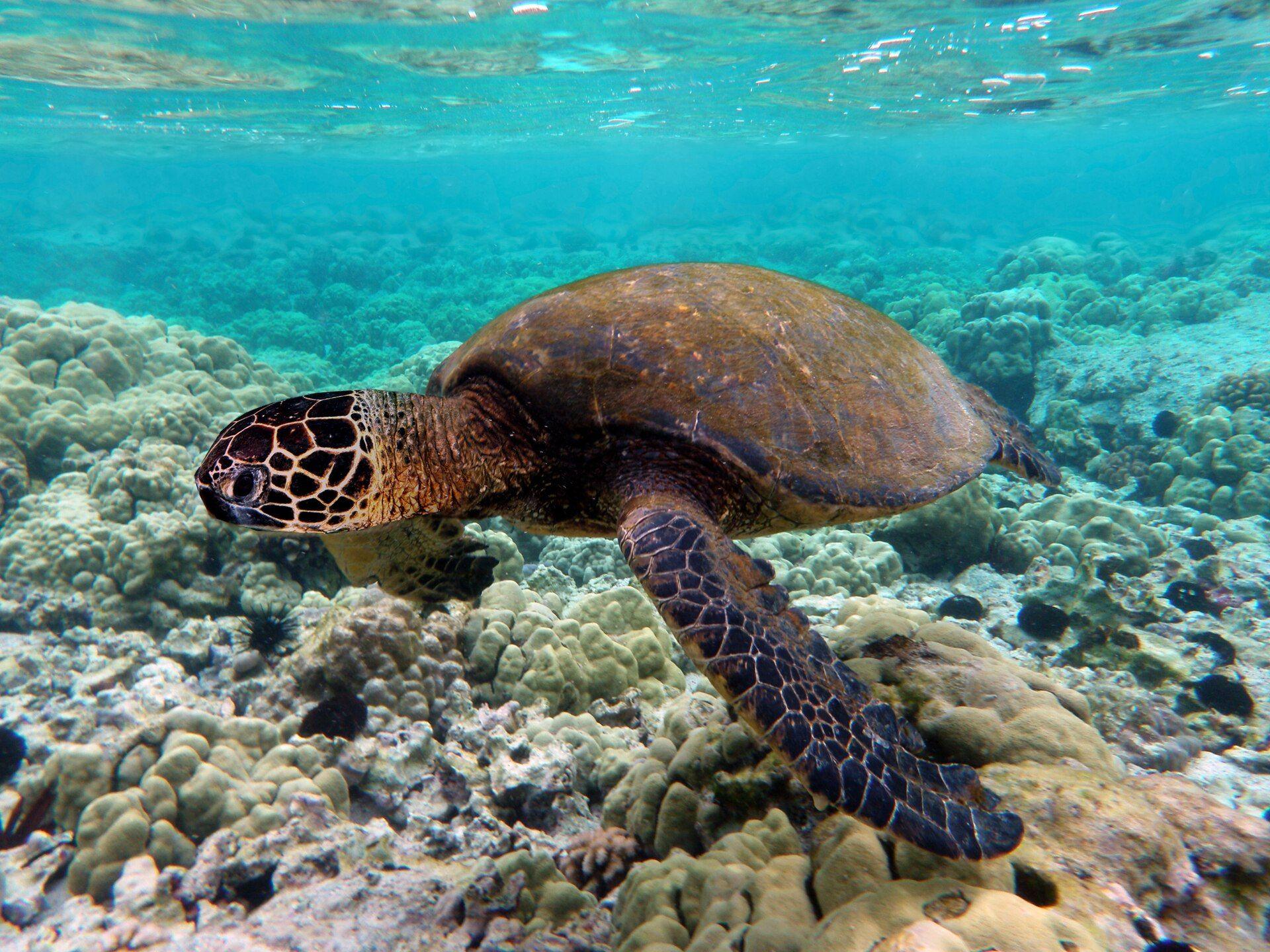 Green sea turtle gliding over a shallow coral garden, the signature sighting at Royal Garden, Balicasag Island