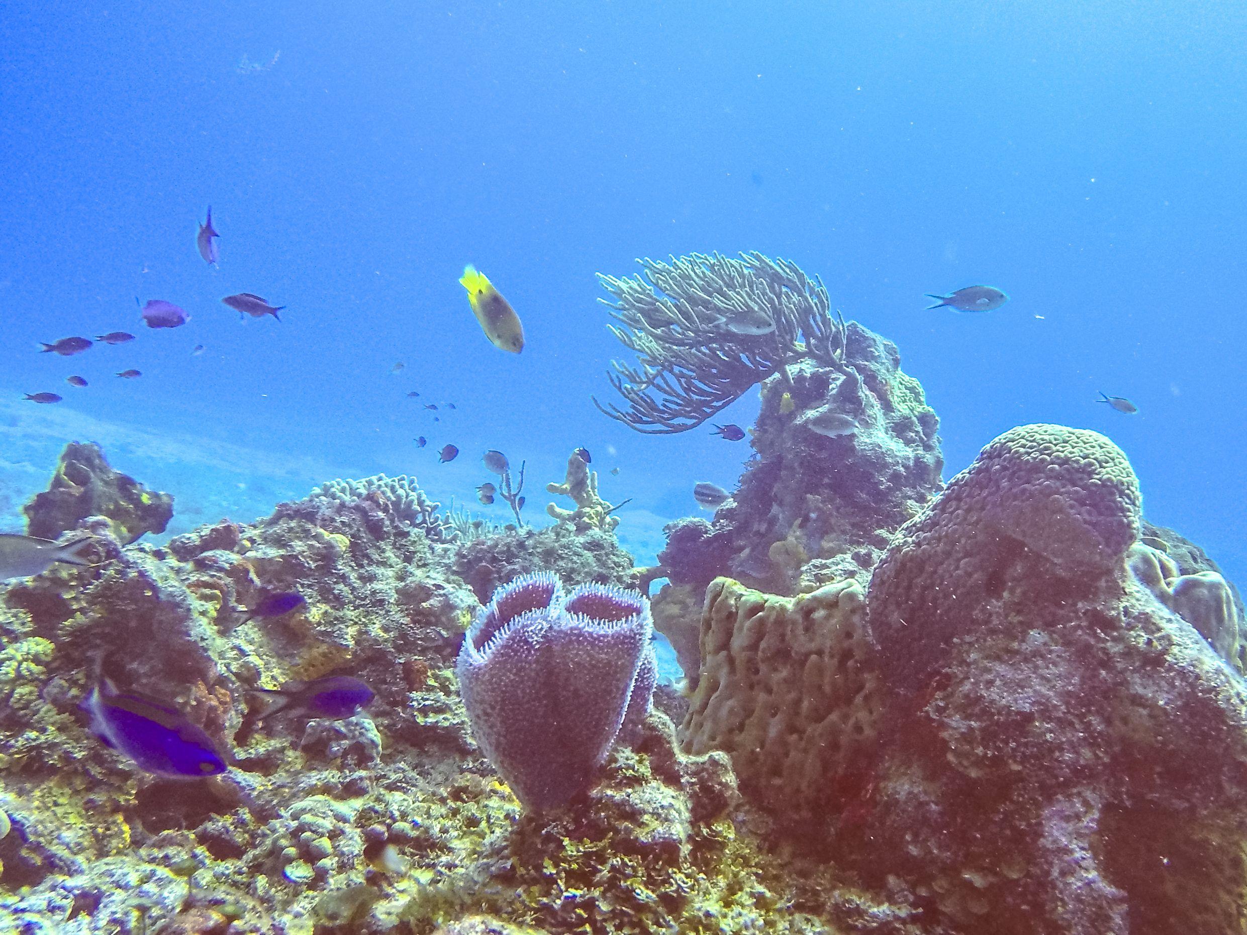 Coral reef in Cozumel’s Arrecifes National Park, home to the Devil’s Throat at Punta Sur.