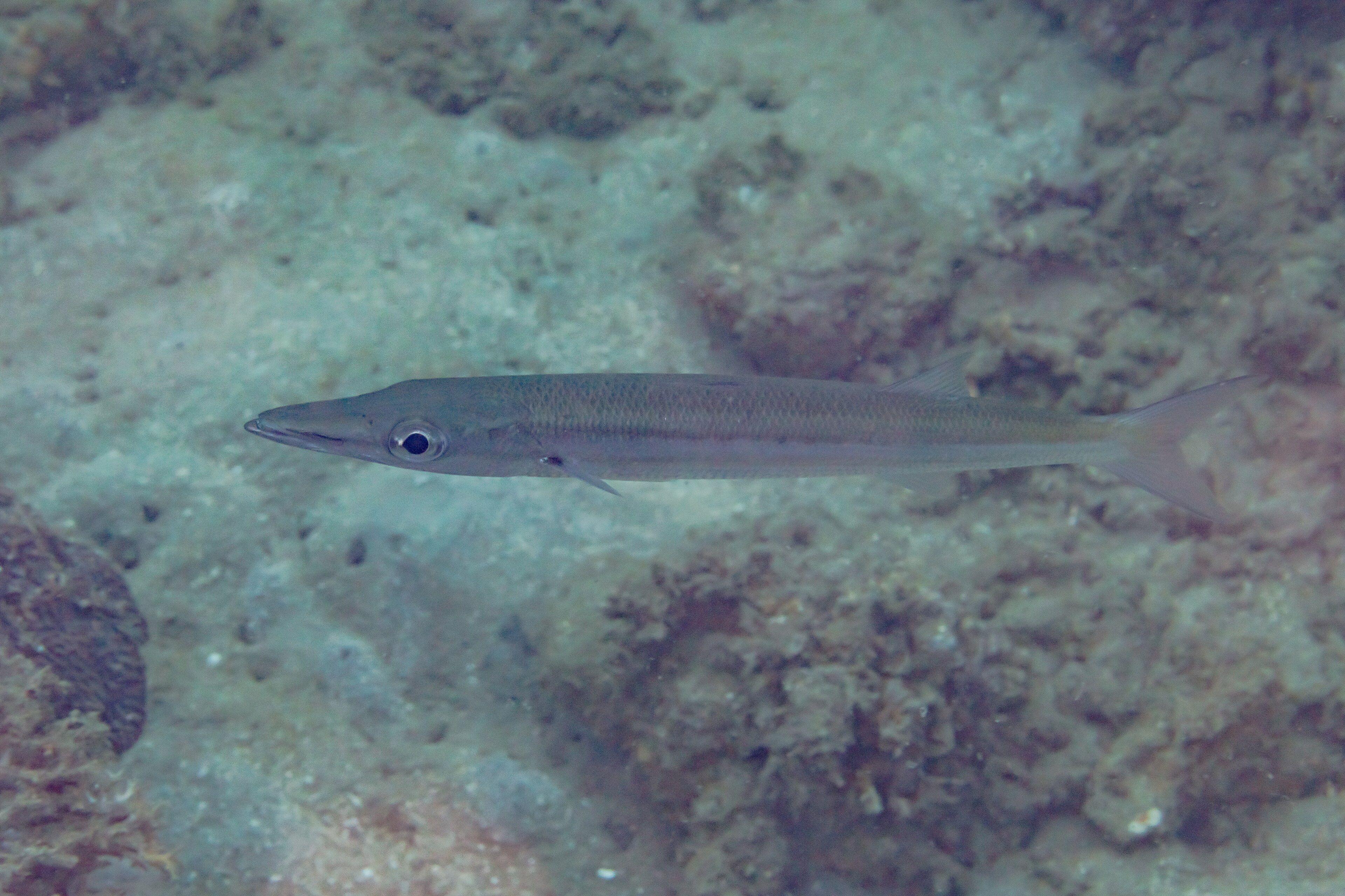 A school of obtuse barracuda hanging in the current off Anilao, Philippines.