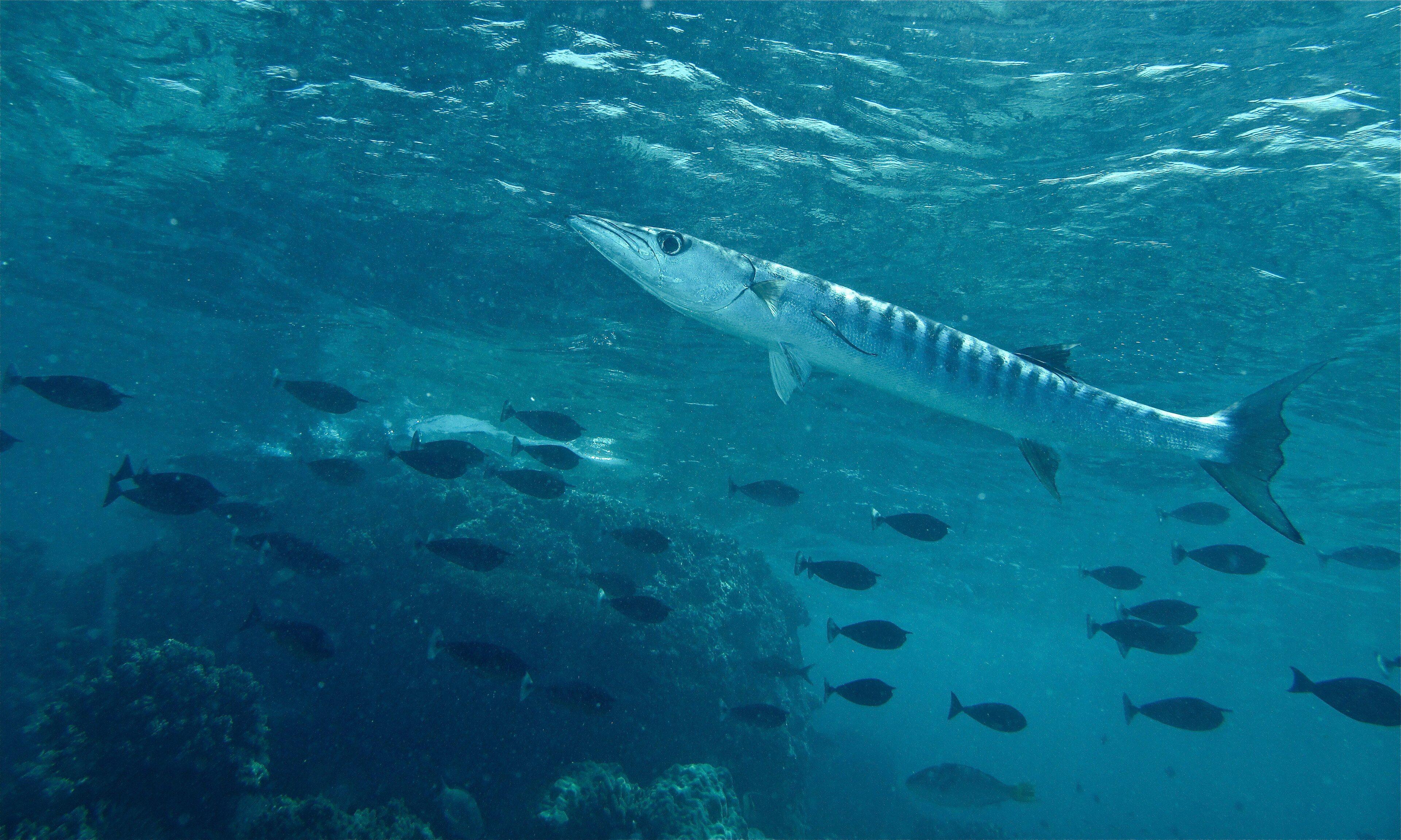 Blackfin barracuda schooling in Malaysian waters — the signature of Barracuda Point, Sipadan.