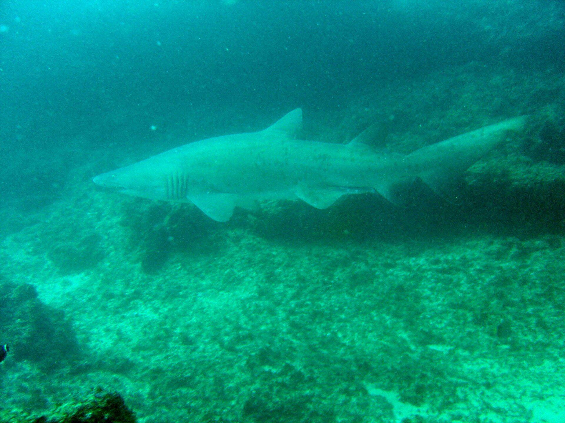 Ragged-tooth shark (Carcharias taurus) — the winter aggregation species at Aliwal Shoal.