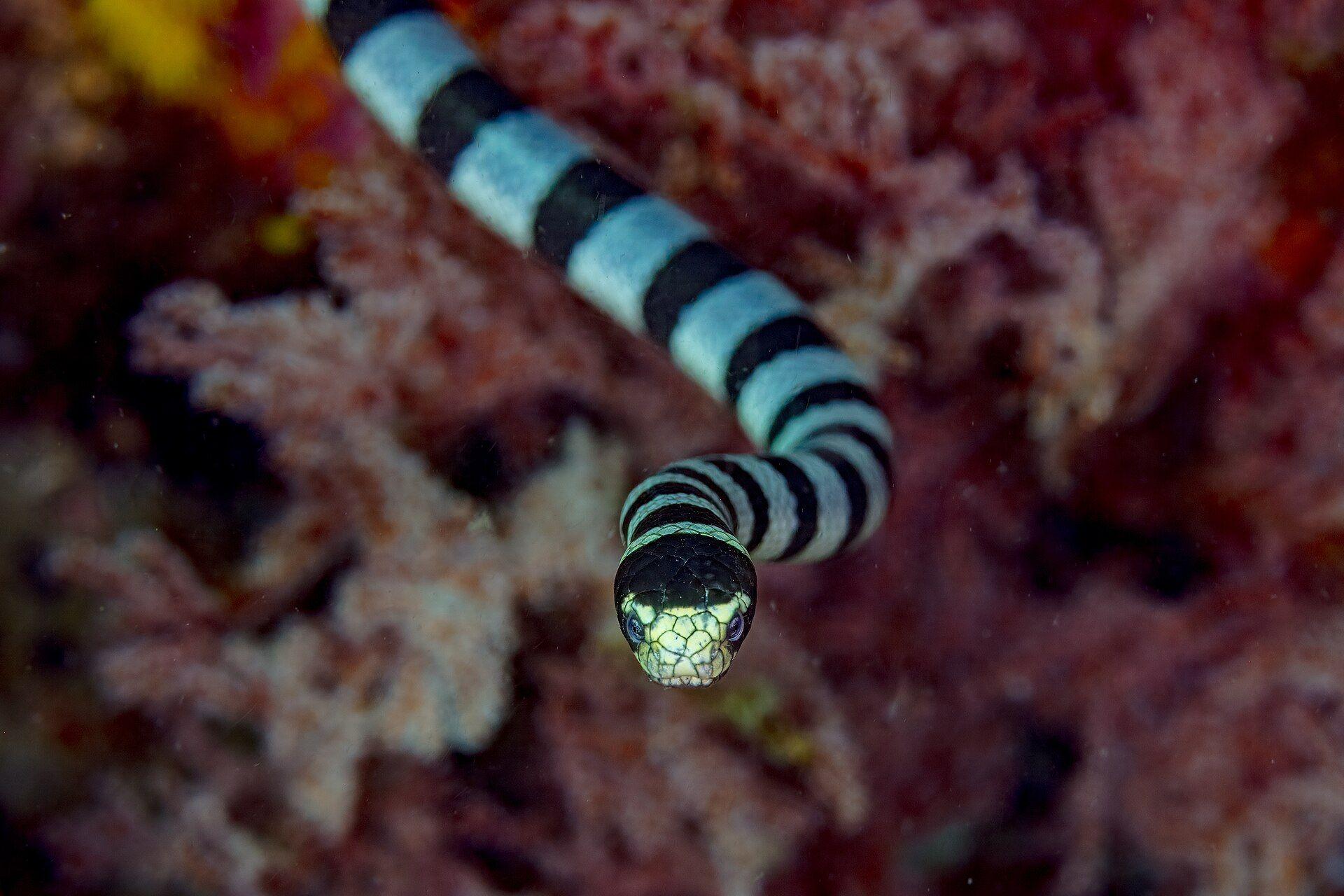 A banded (yellow-lipped) sea krait, Laticauda colubrina, swimming over a Philippine reef - the signature species of Cervera Shoal, Panglao