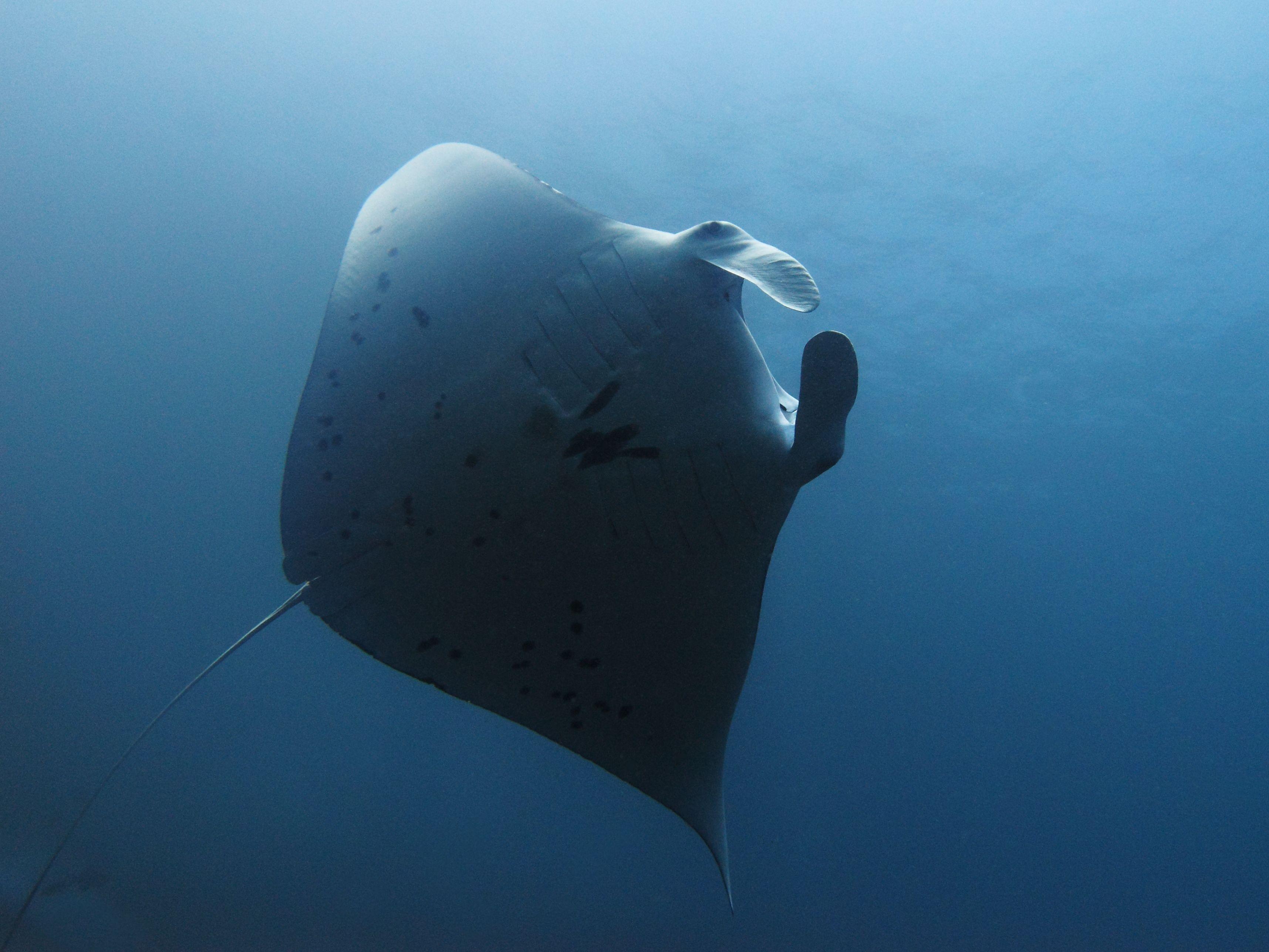 A reef manta ray (Mobula alfredi) gliding through plankton-rich water at Manta Alley, south Komodo.