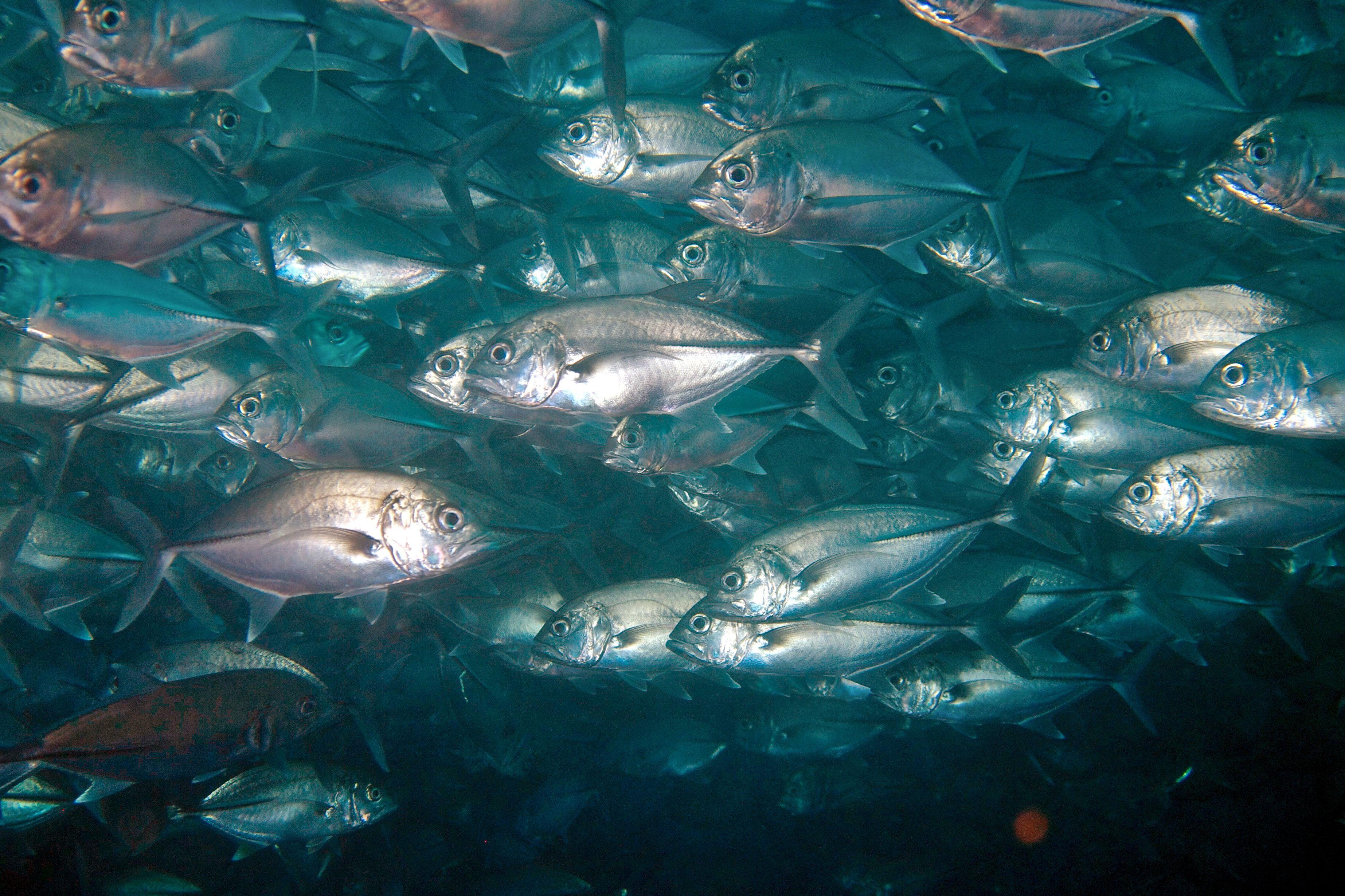 Schooling bigeye trevally — the jack school of Cabilao Shark Point, Bohol.