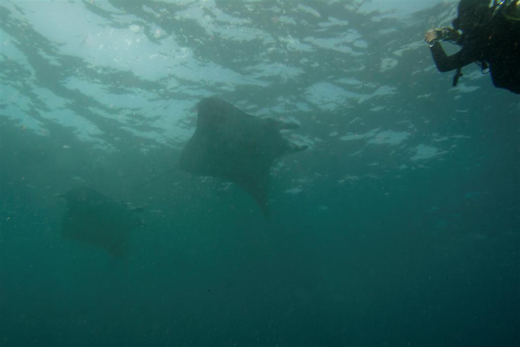 Reef manta rays at the cleaning station at Manta Point, Nusa Penida.